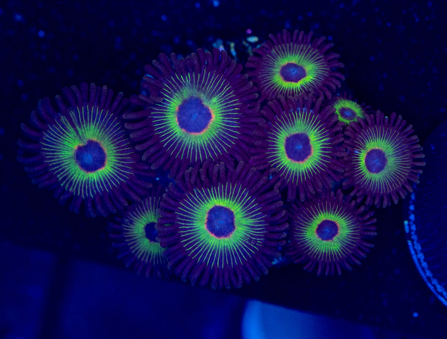 F39 BOB MARLEY ZOAS