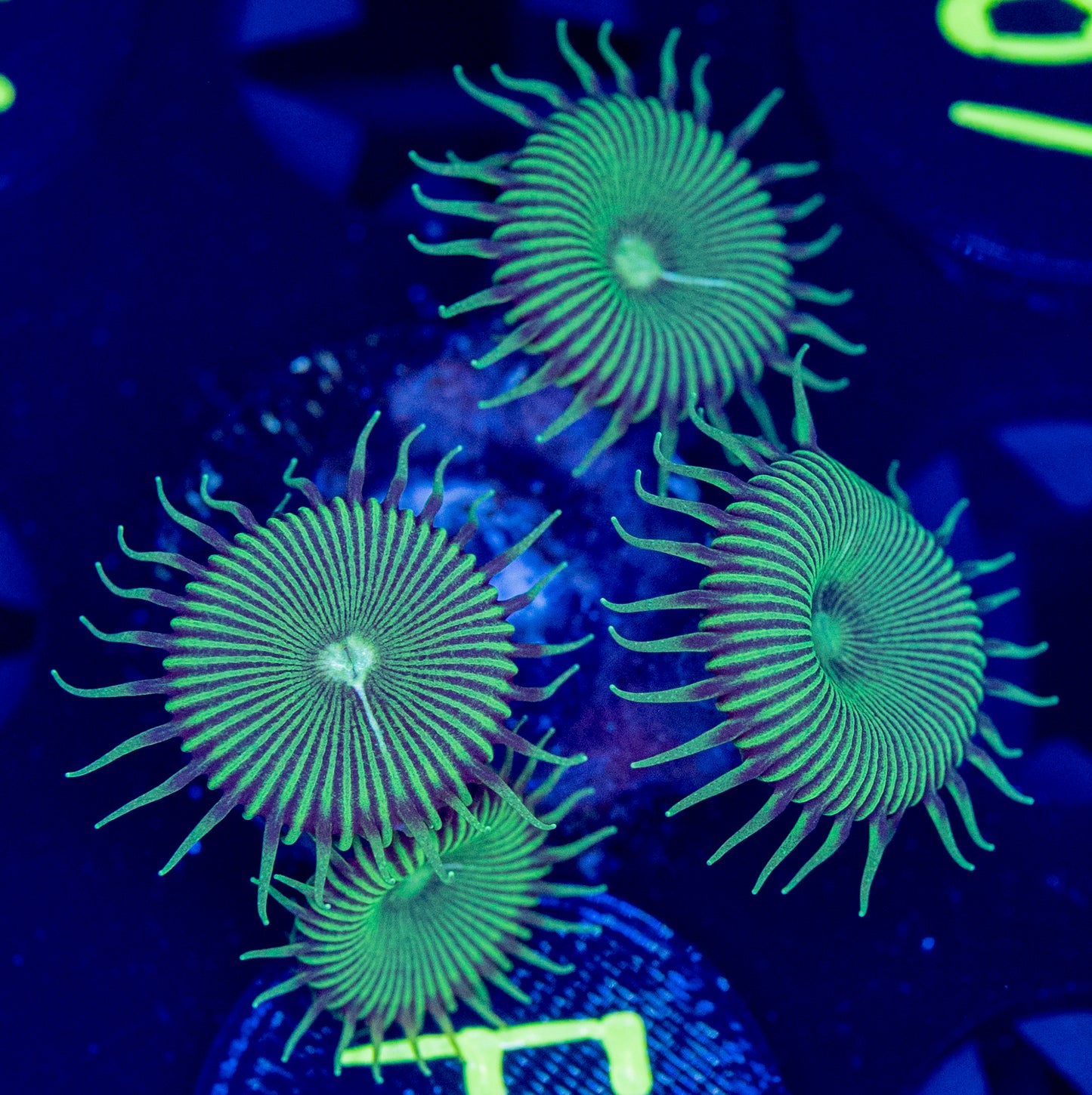 F41 NUCLEAR PALY WYSIWYG