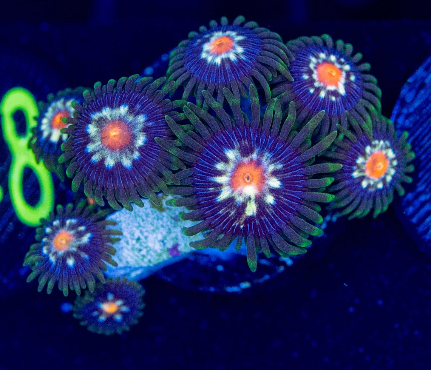 F42 DAISY CUTTER ZOA