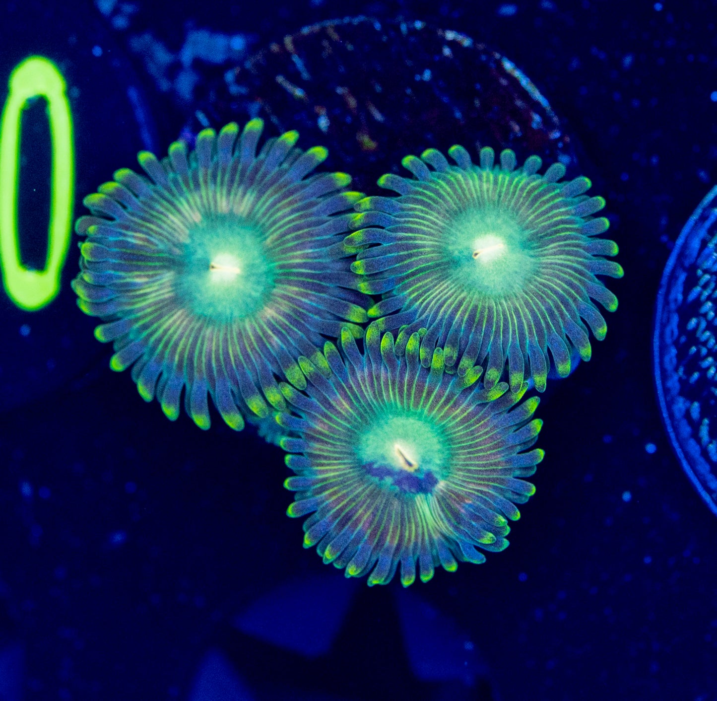 F43 ZOA