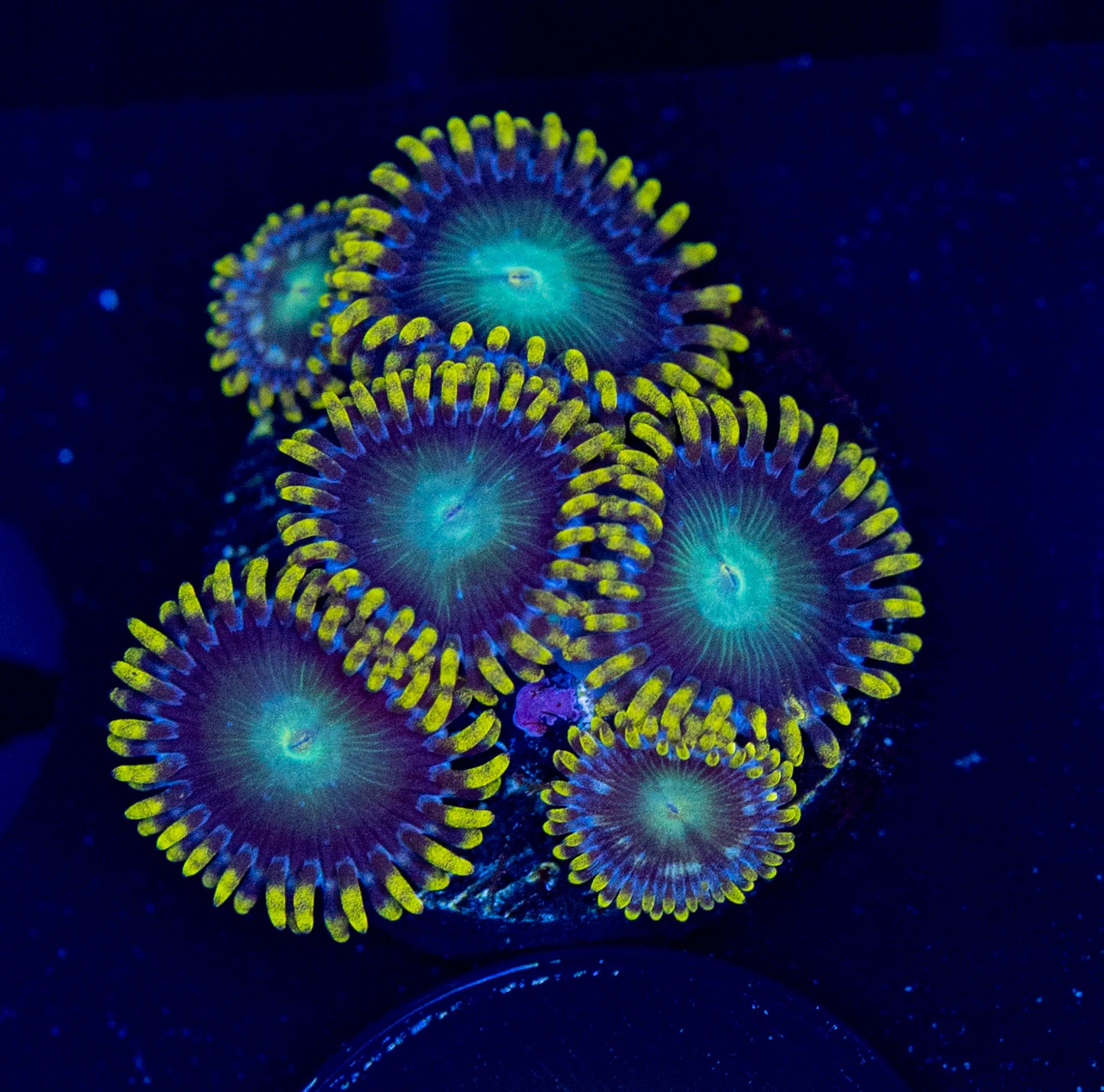 F44 ZOA