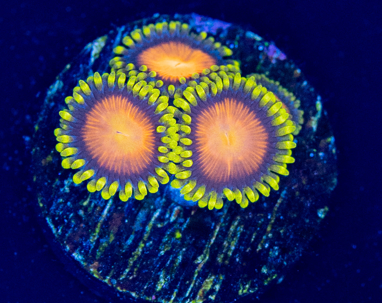 F50 ZOA