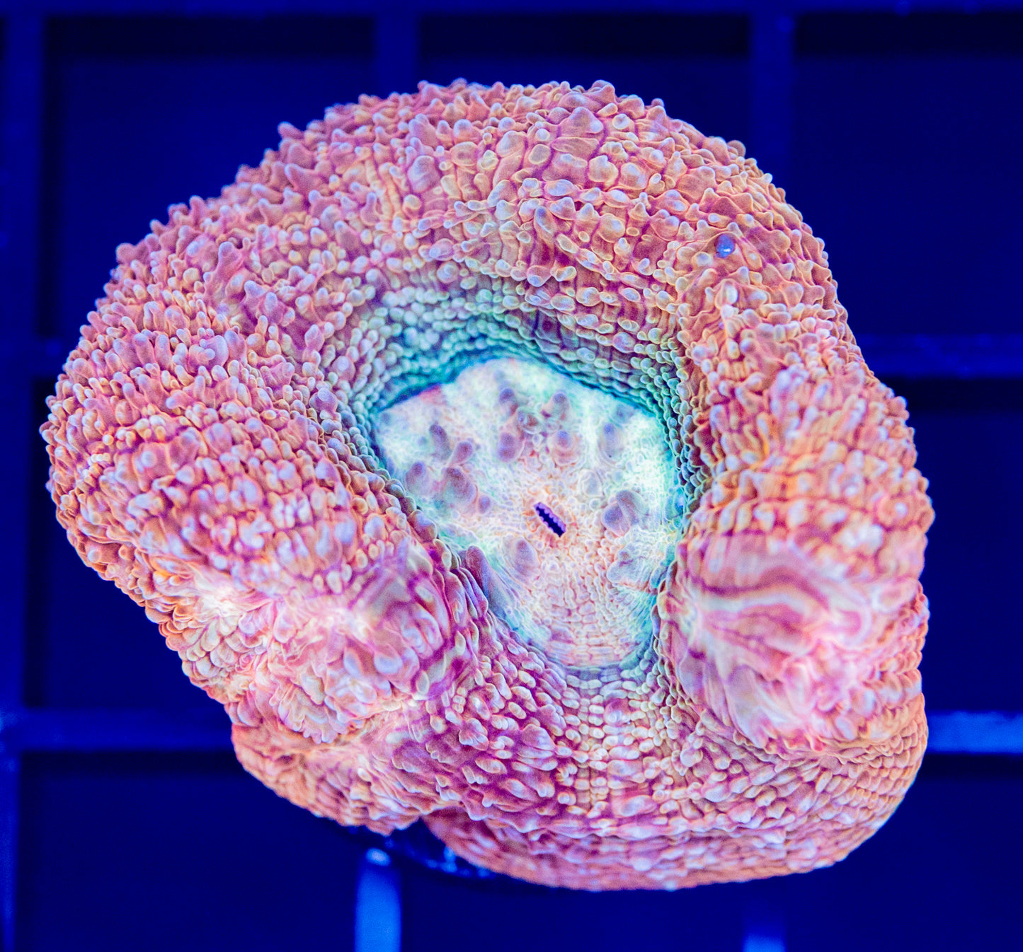 F58 BOWERBANKI