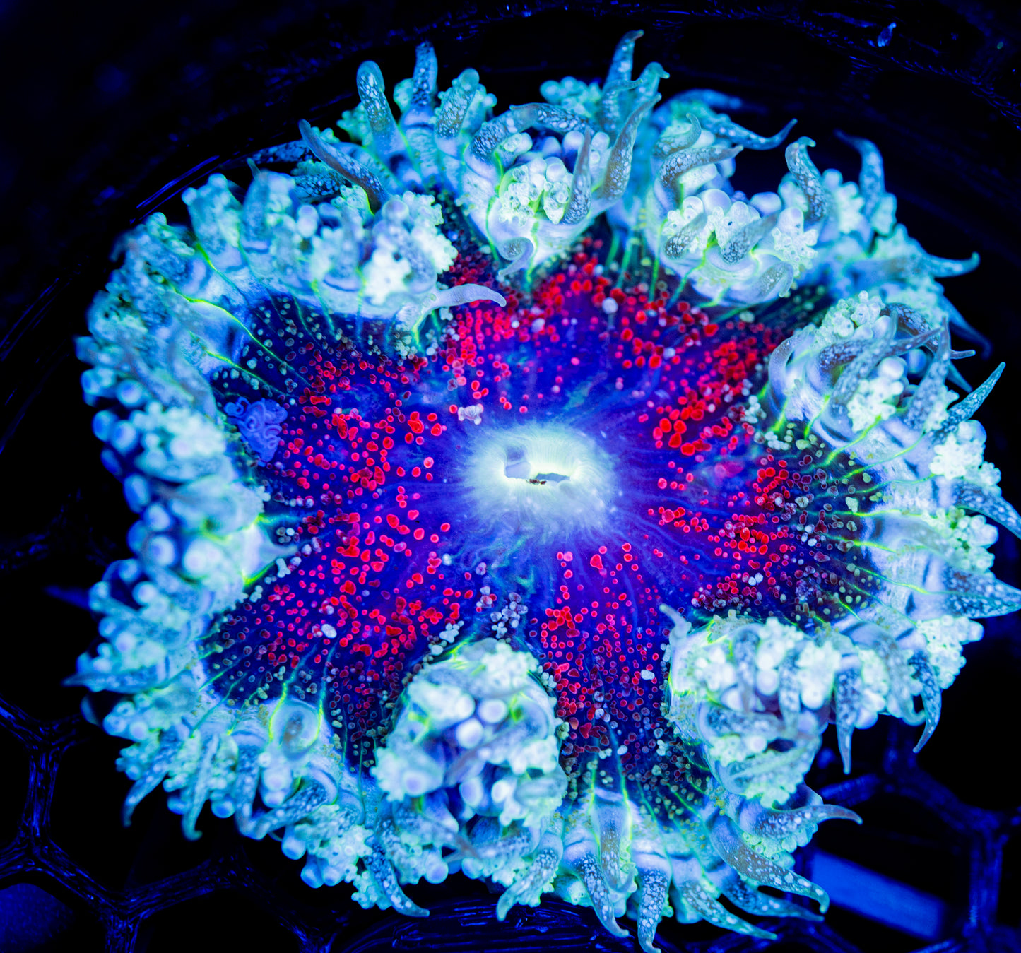 F62 ROCK FLOWER