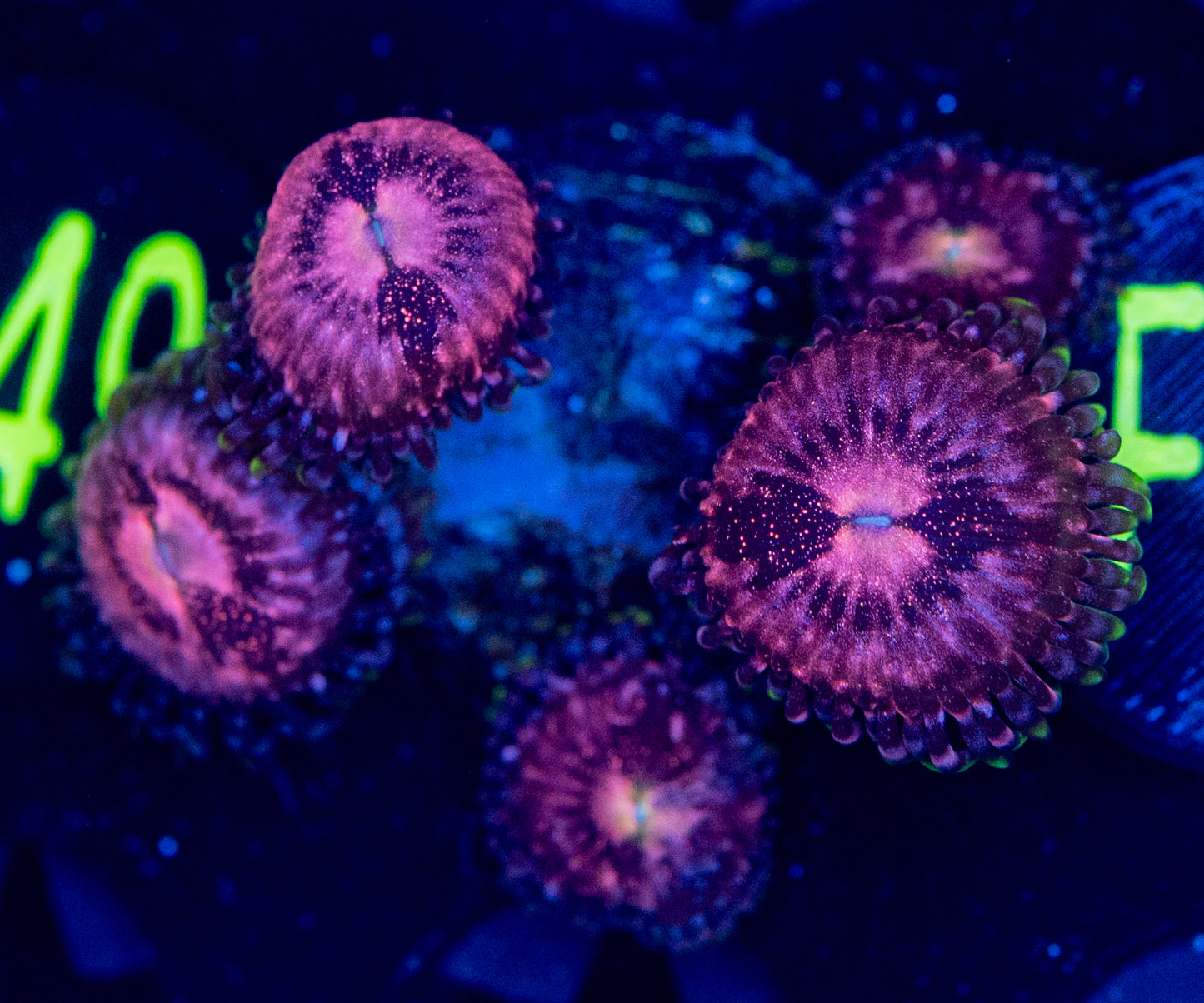 F69 ZOA