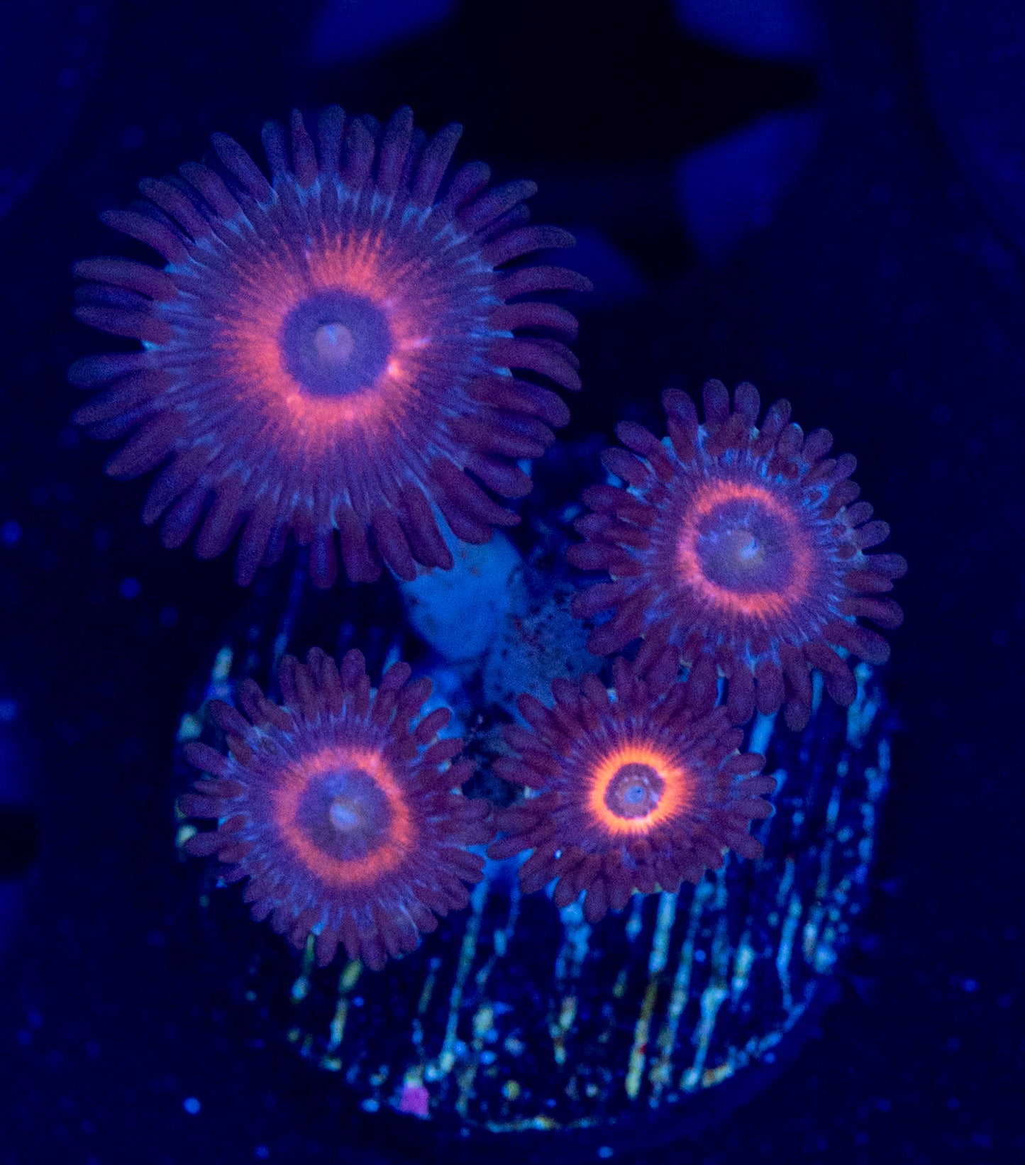 F73 ZOA