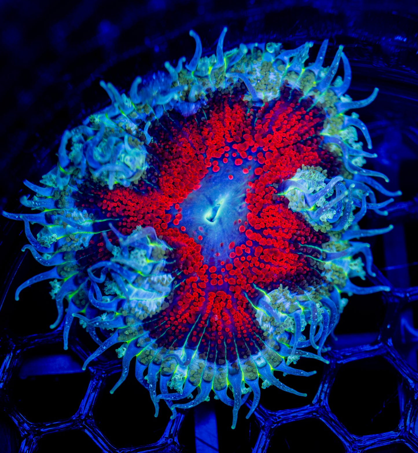 F75 ROCK FLOWER