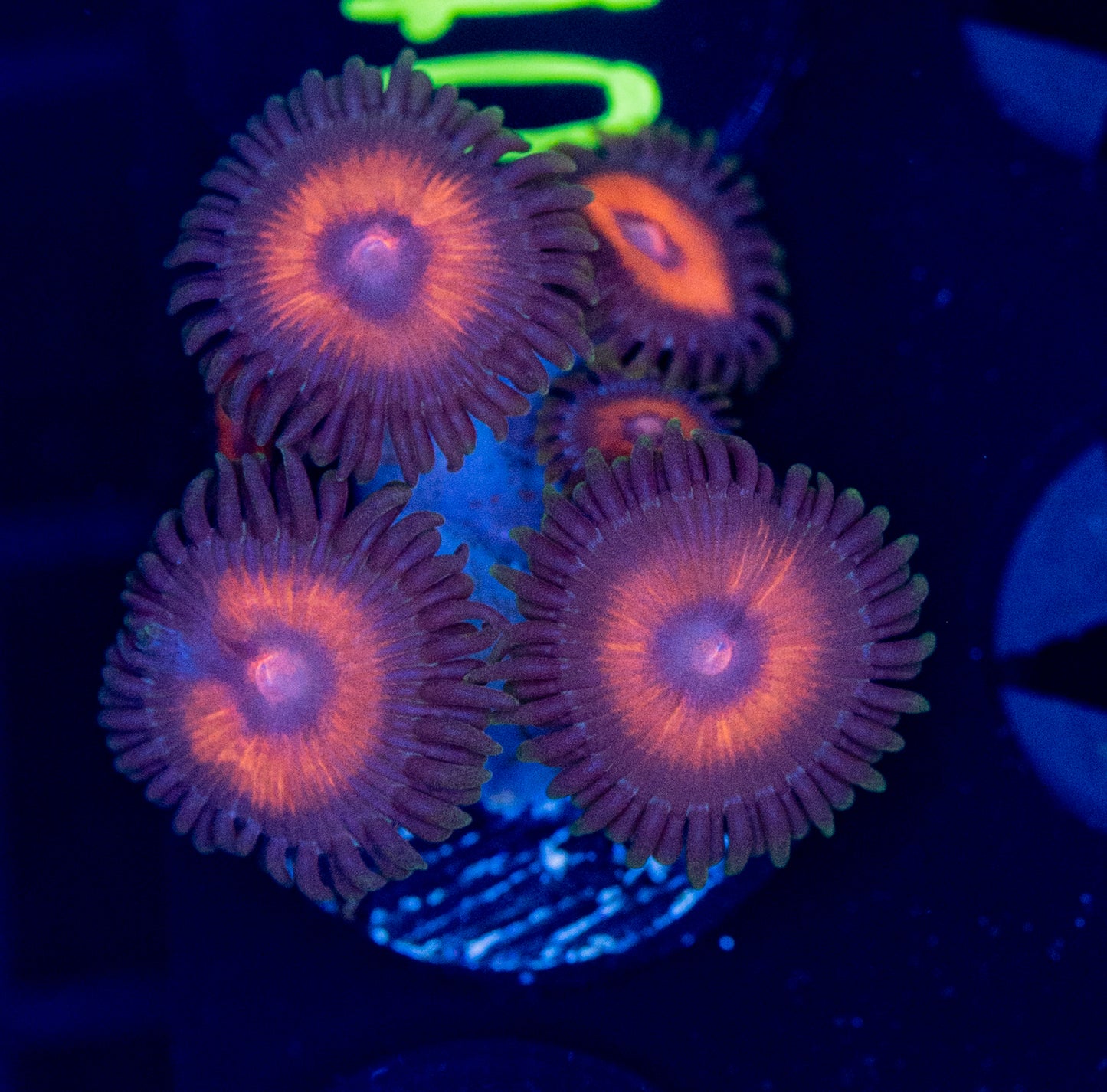 F76 ZOA