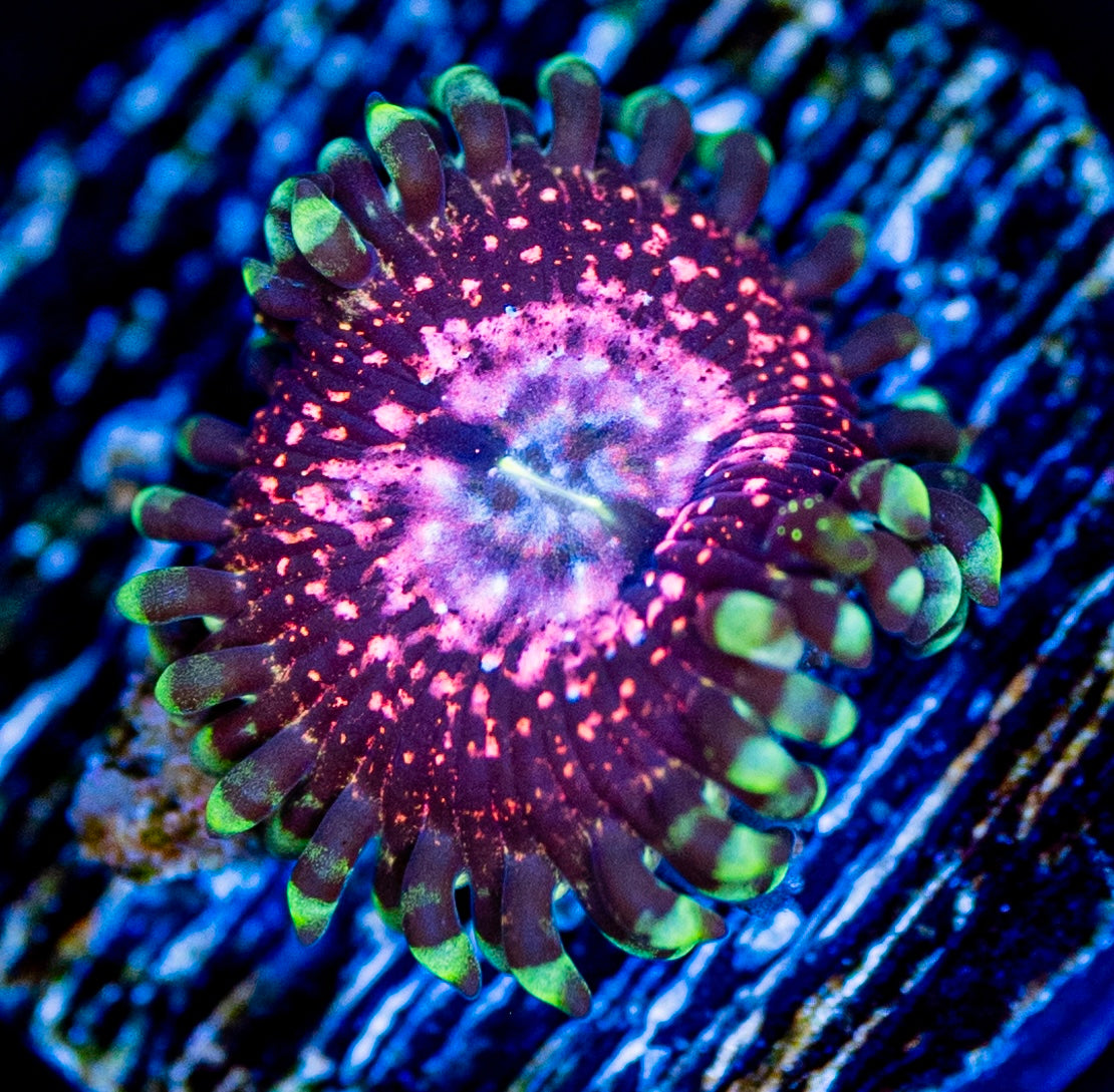 RAS Exploding Nebula Zoa New Release