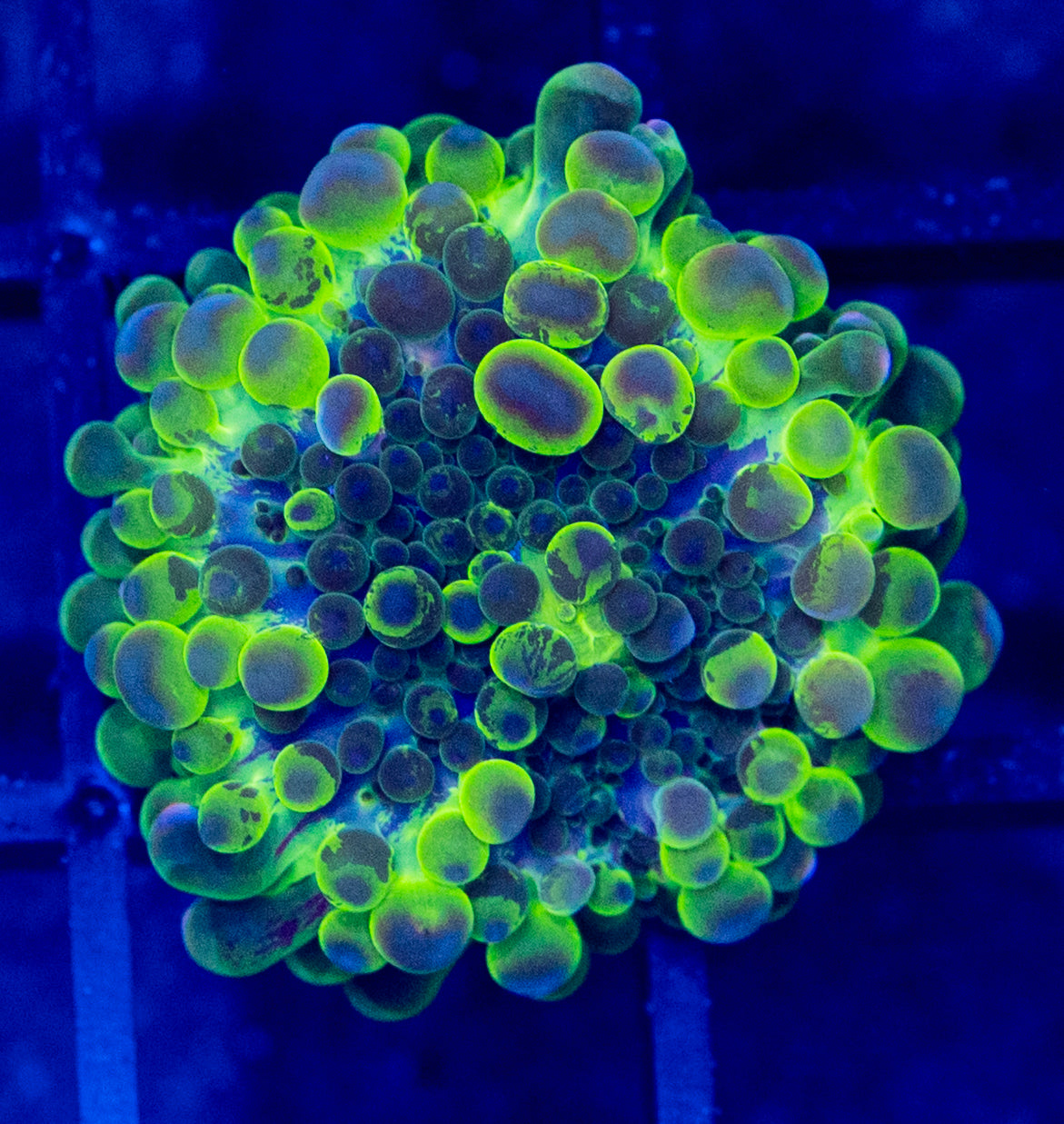 G08B Malaysian YUMA Mushroom