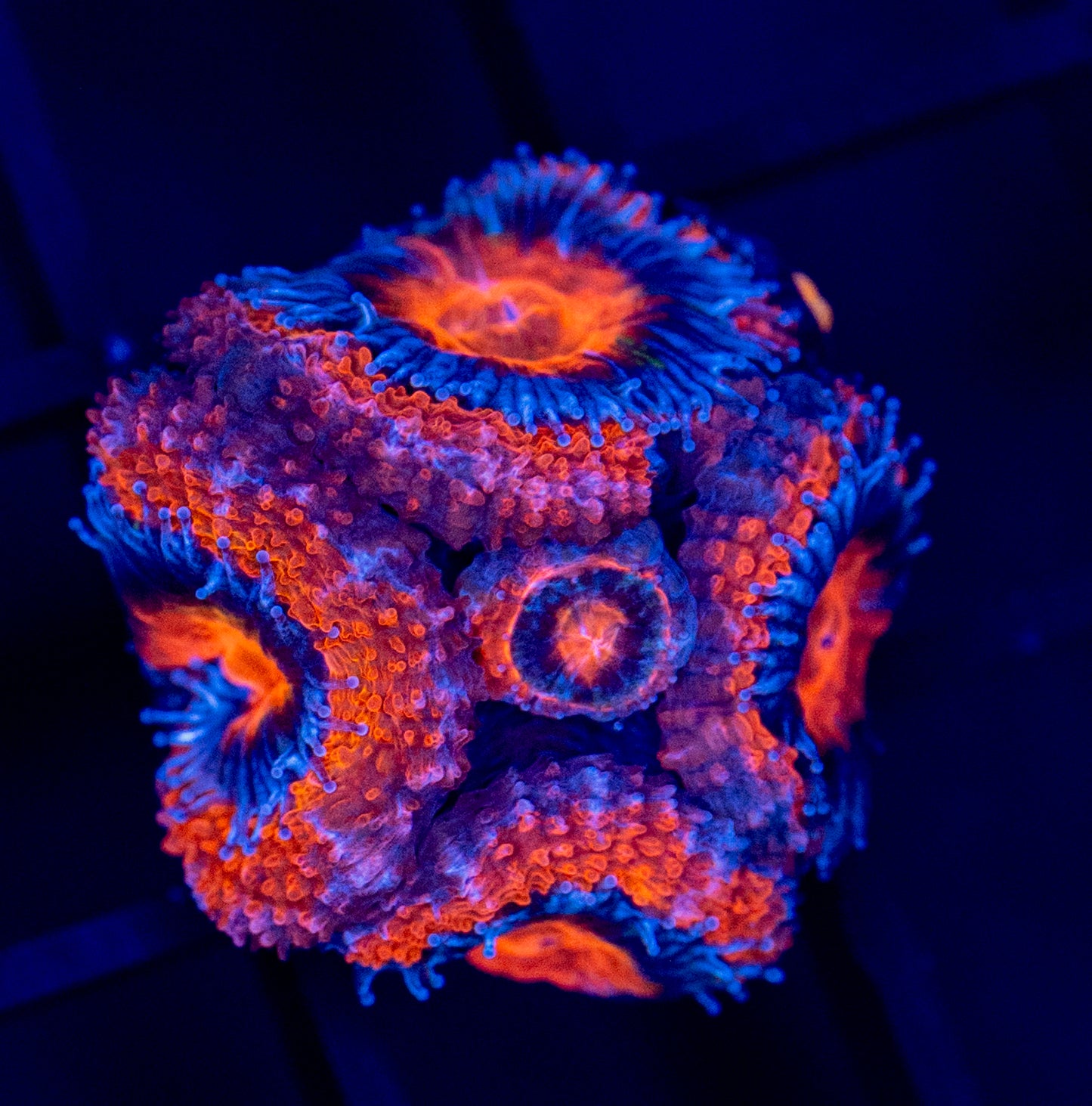 G32 ACAN