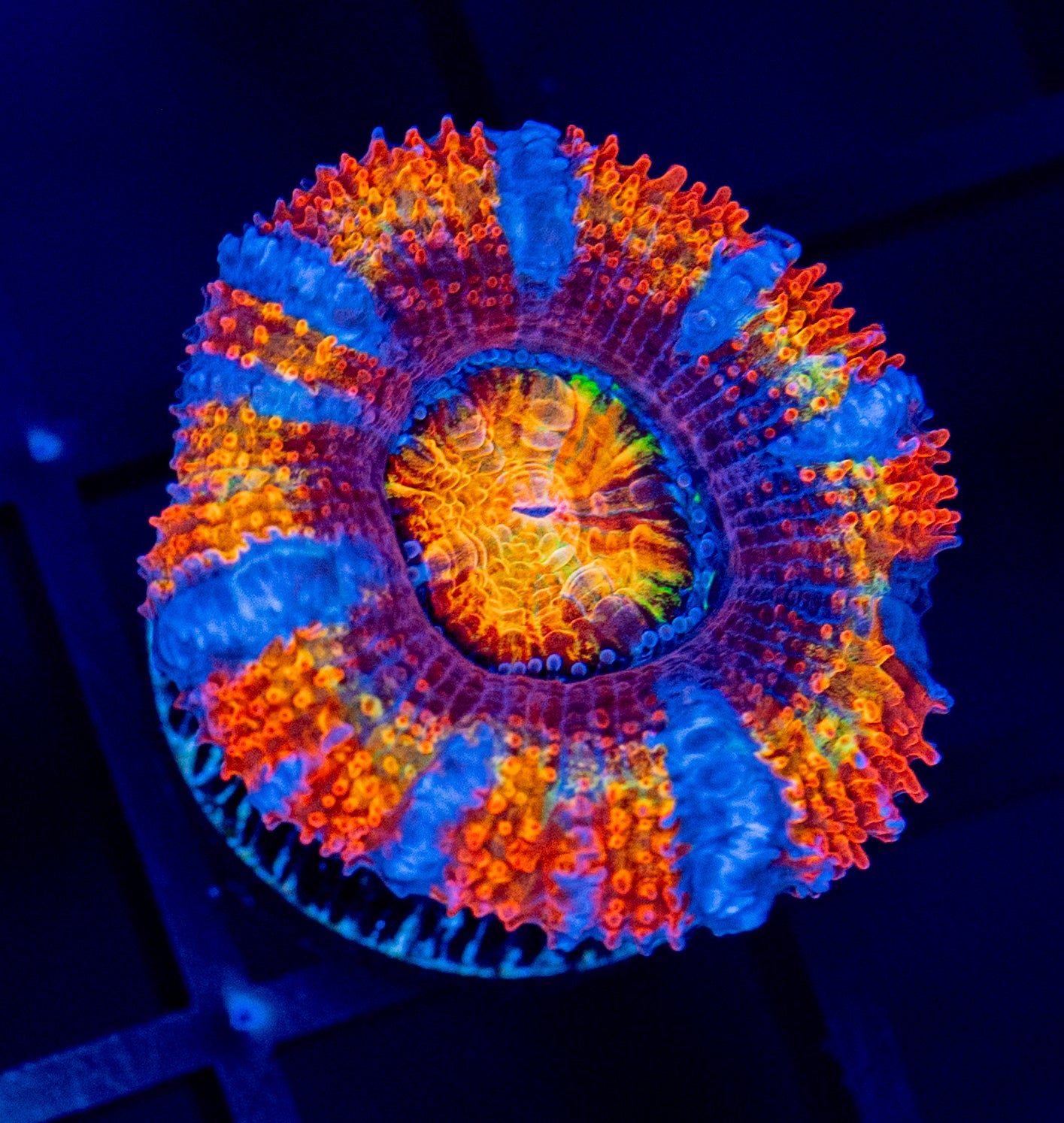 G33 Rainbow ACAN