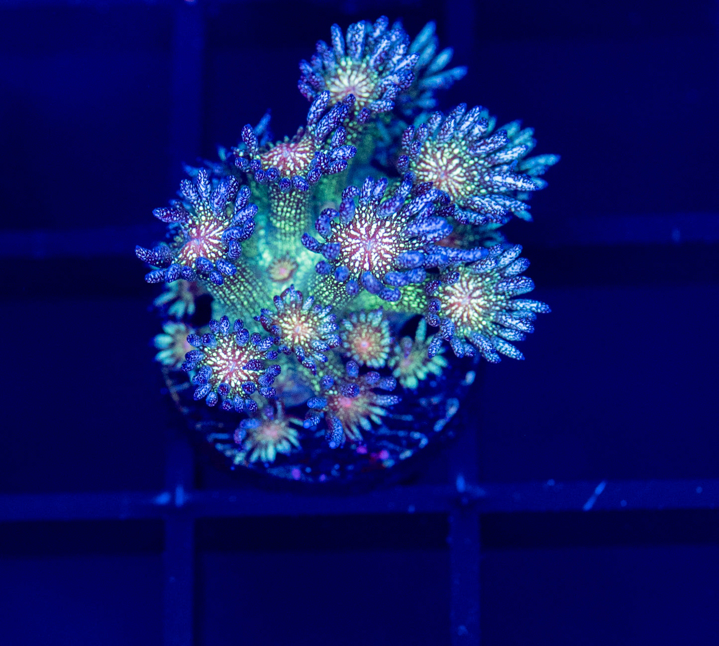 G34 RAS Midnight Sunset GLITTER GONI