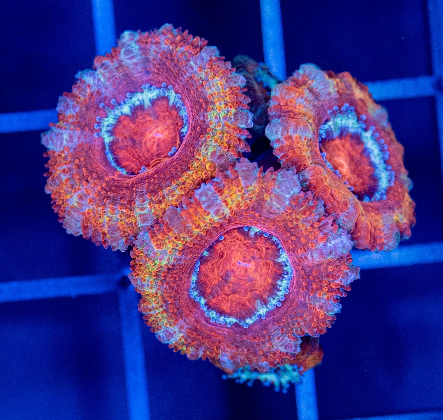 G38 Rainbow ACAN