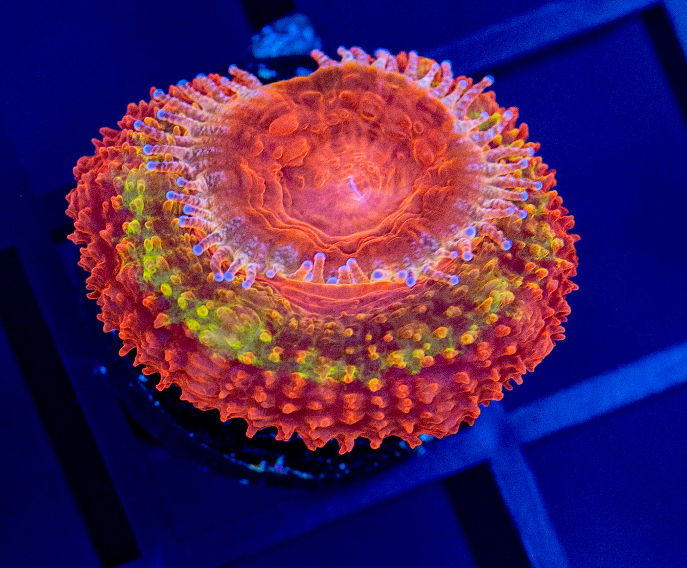 G56 ACAN