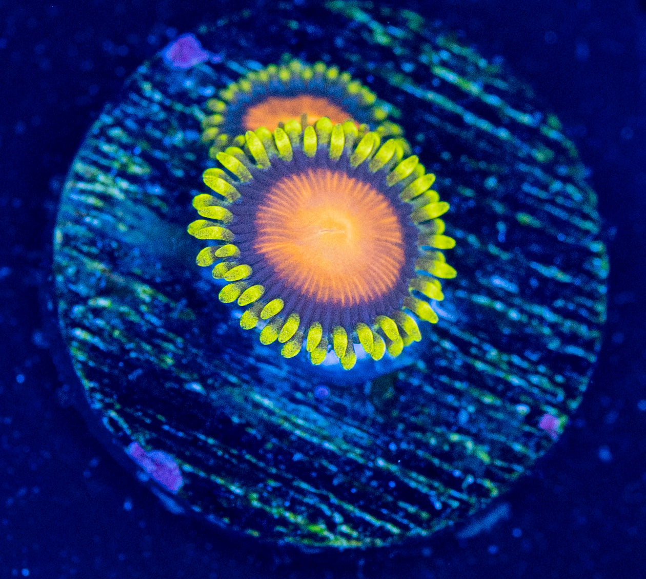G61 ZOA