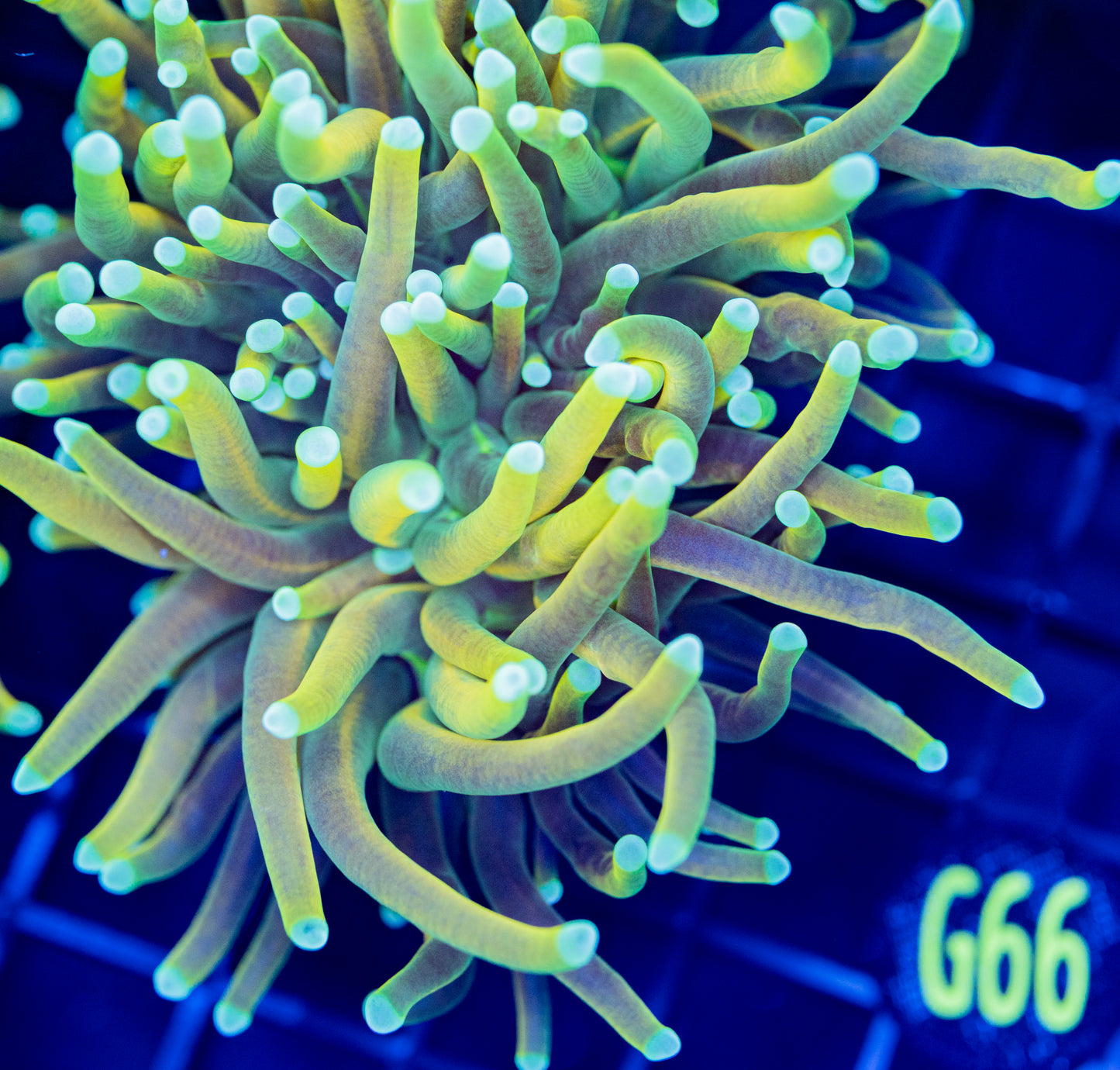 G66 GOLD TORCH