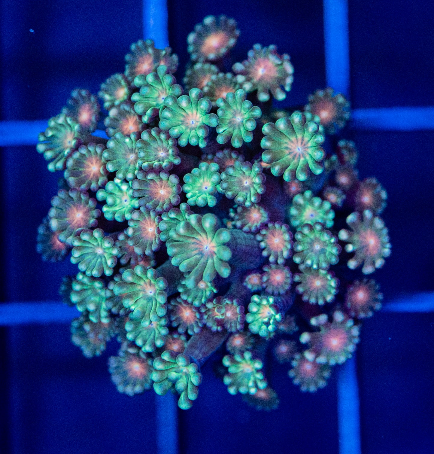 H31 ALVEOPORA