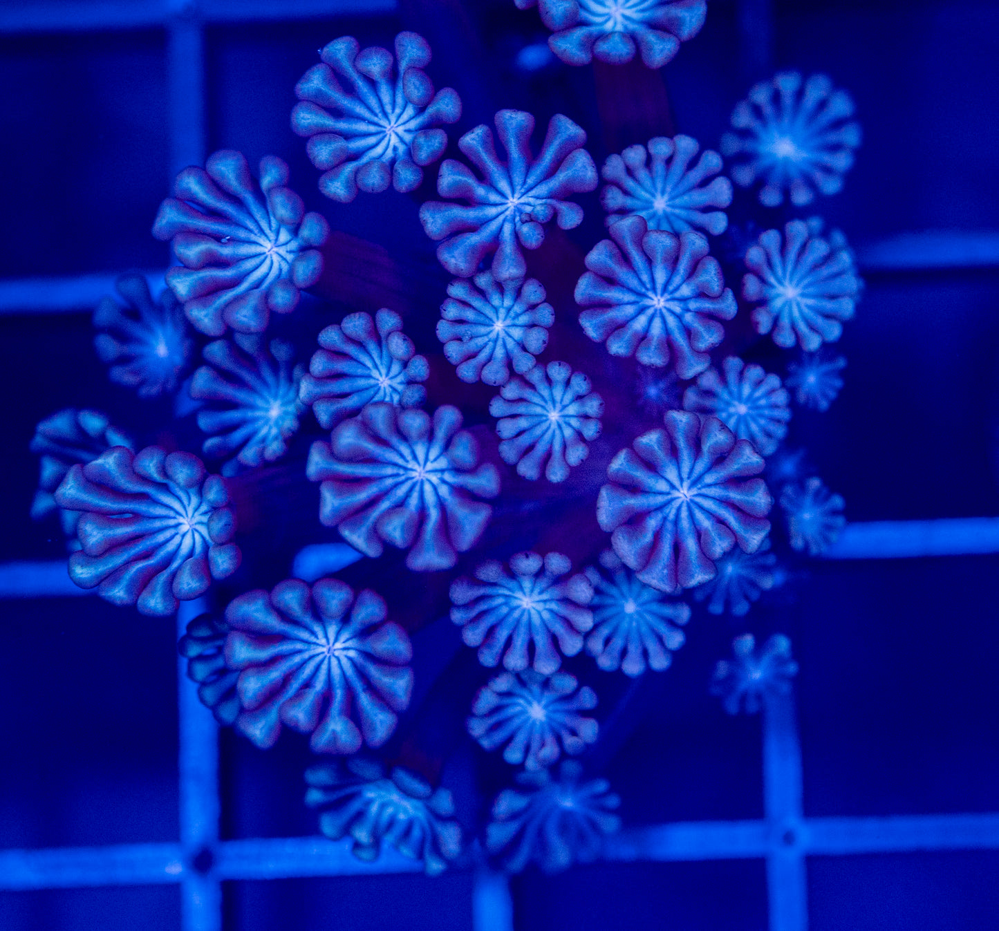 H32 ALVEOPORA