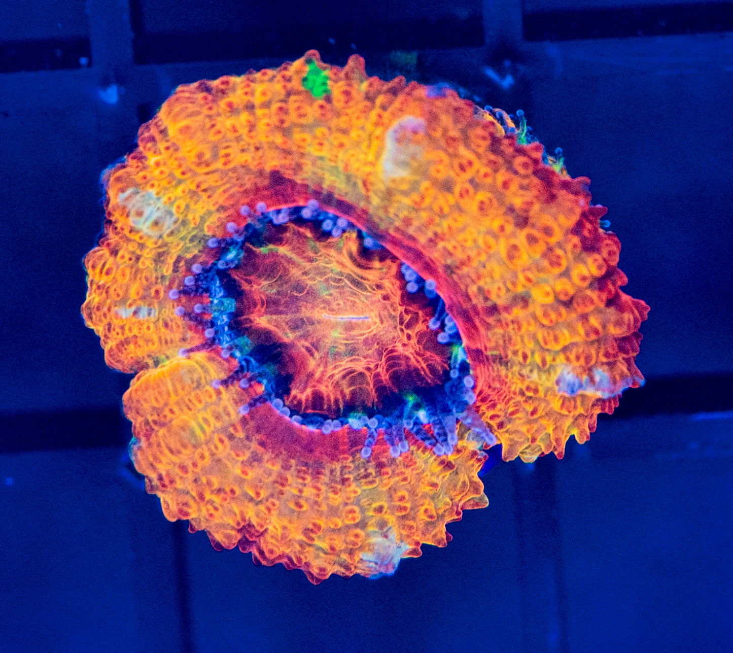 H40 Kaleidoscope ACAN