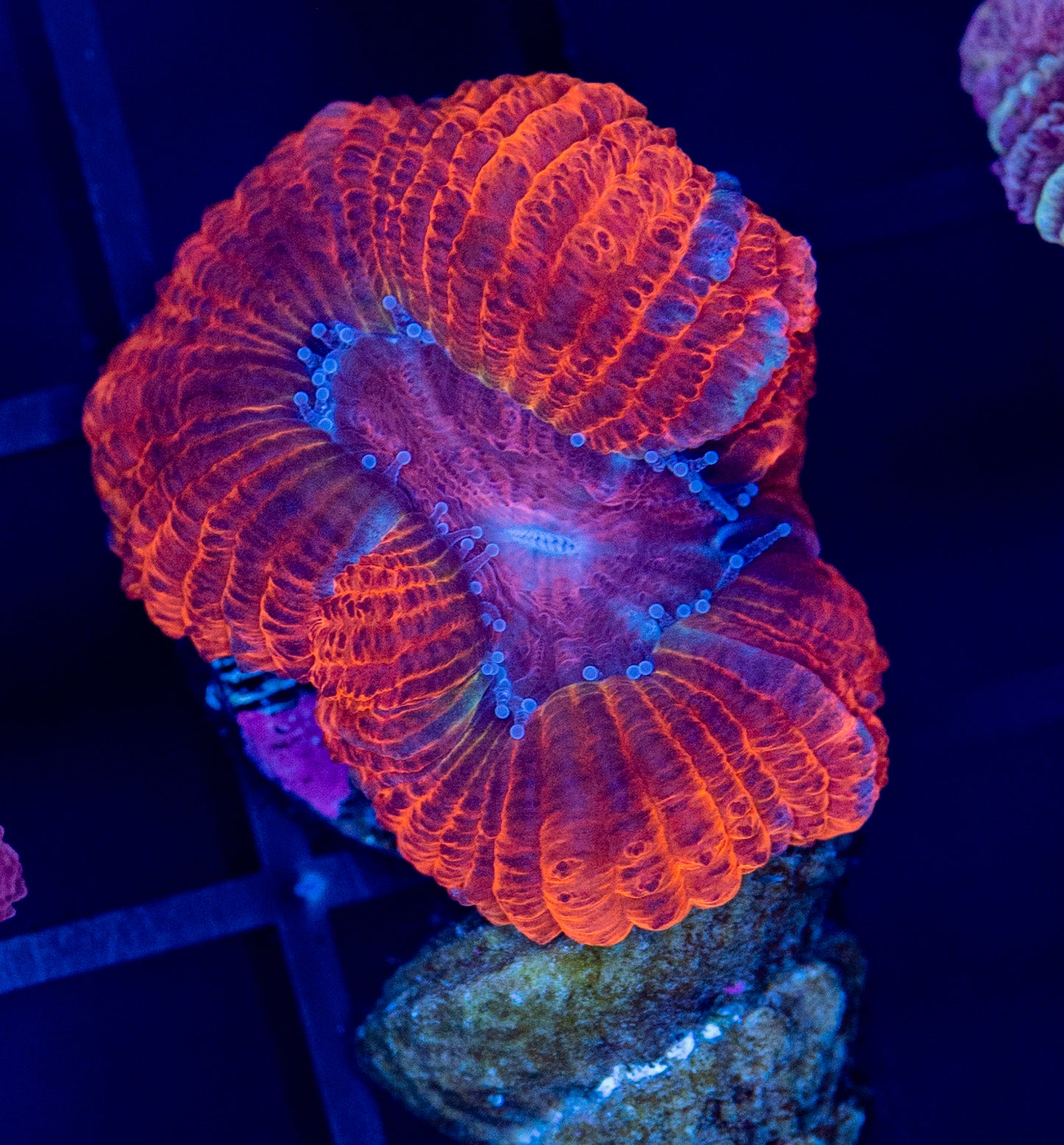 H42 ACAN