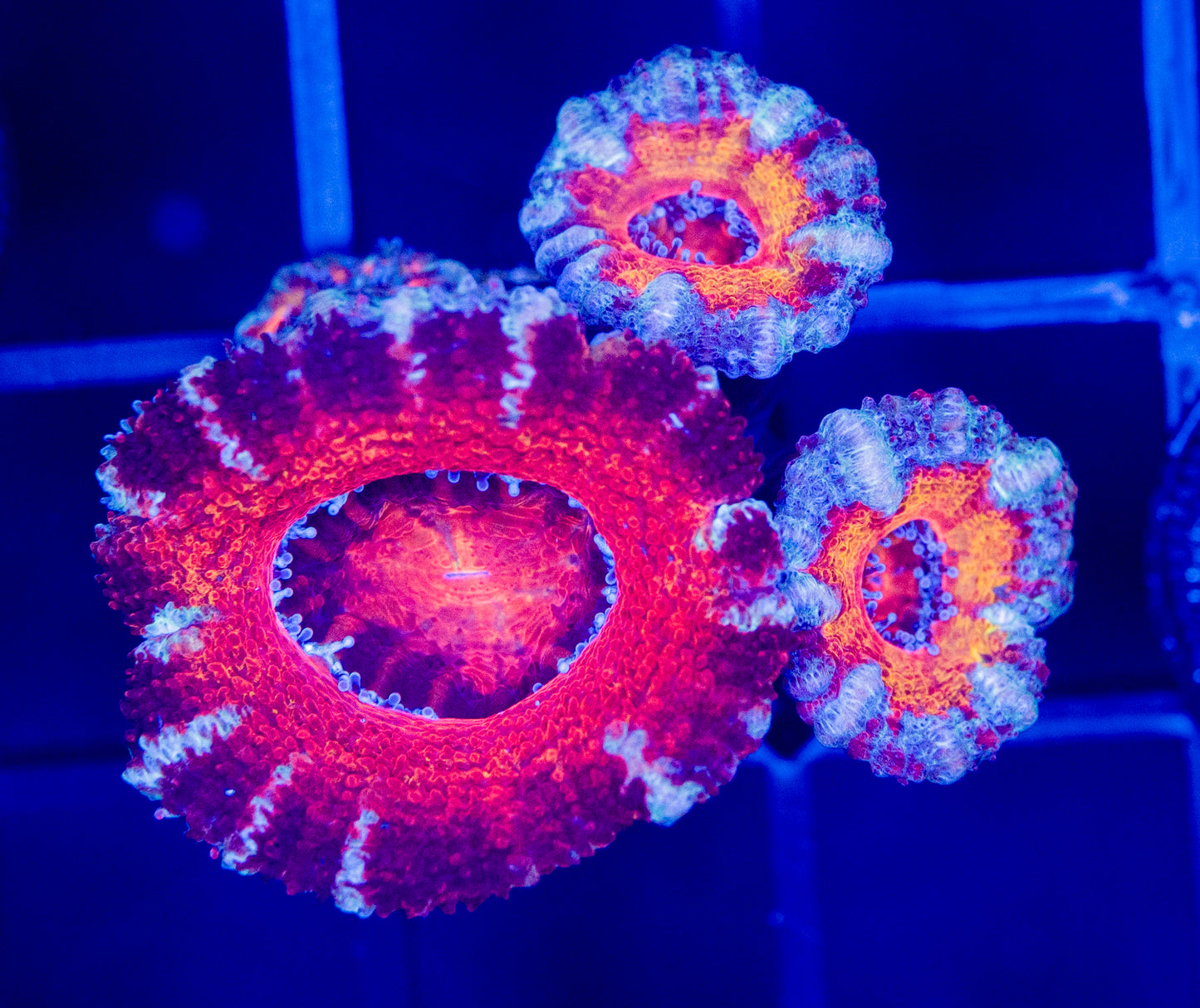 H47 ACAN