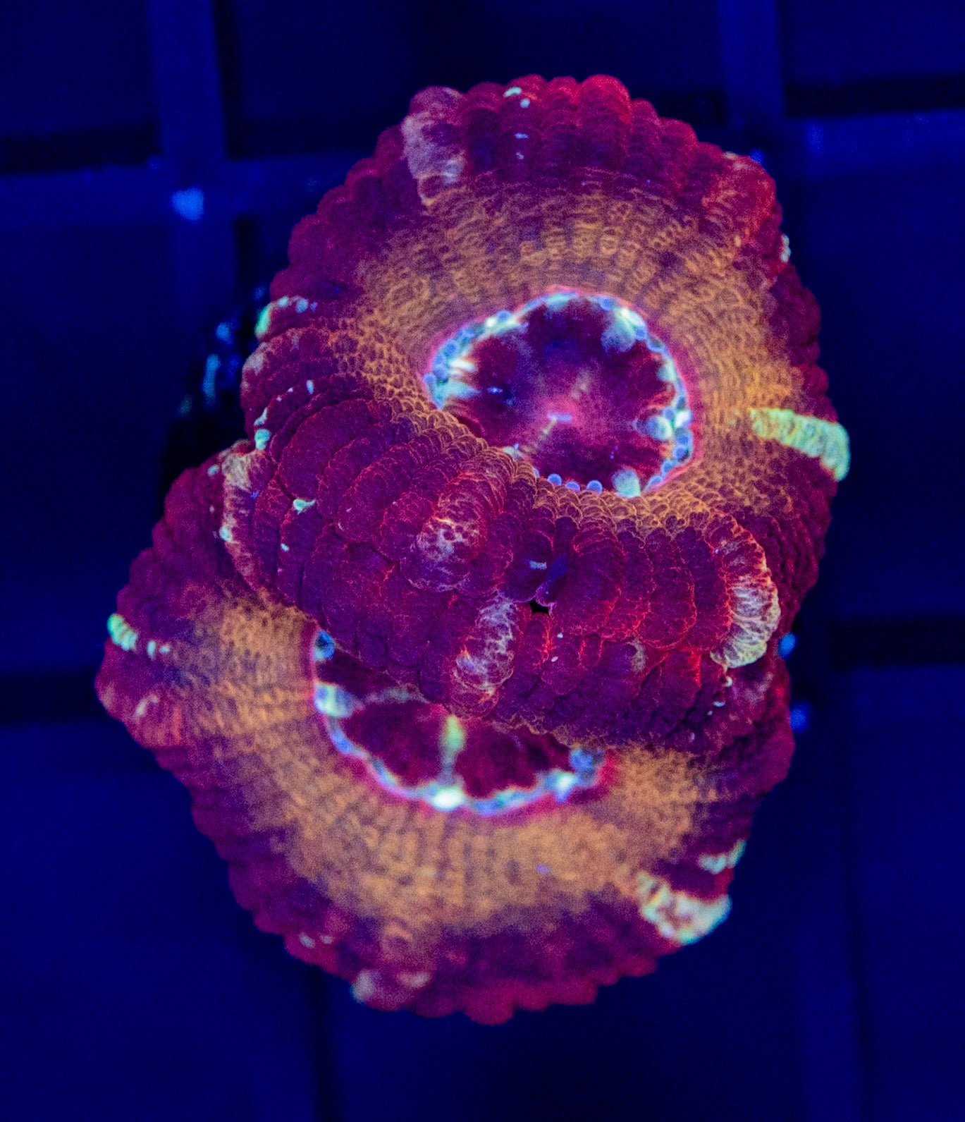 H50 Asian ACAN