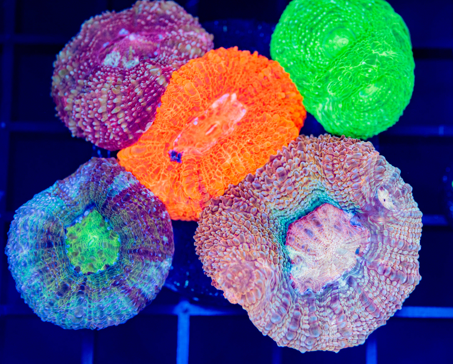 H53 BOWERBANKI BOUQUET