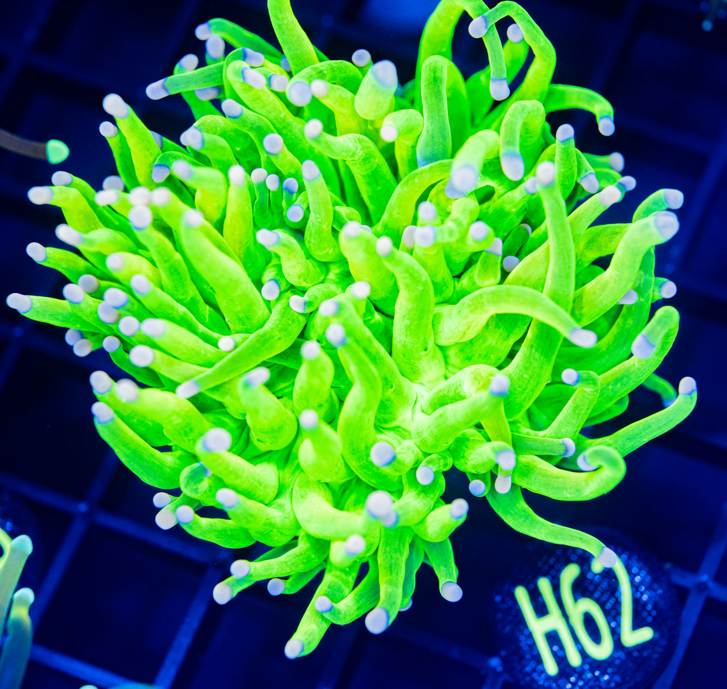 H62 HG COTTON CANDY TORCH WYSIWYG