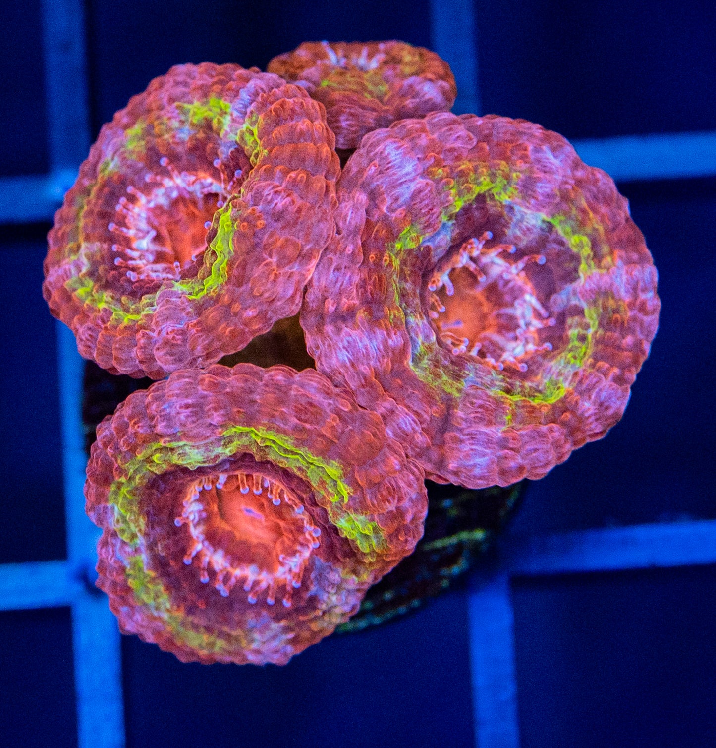 I33 Blackhole Sun ACAN