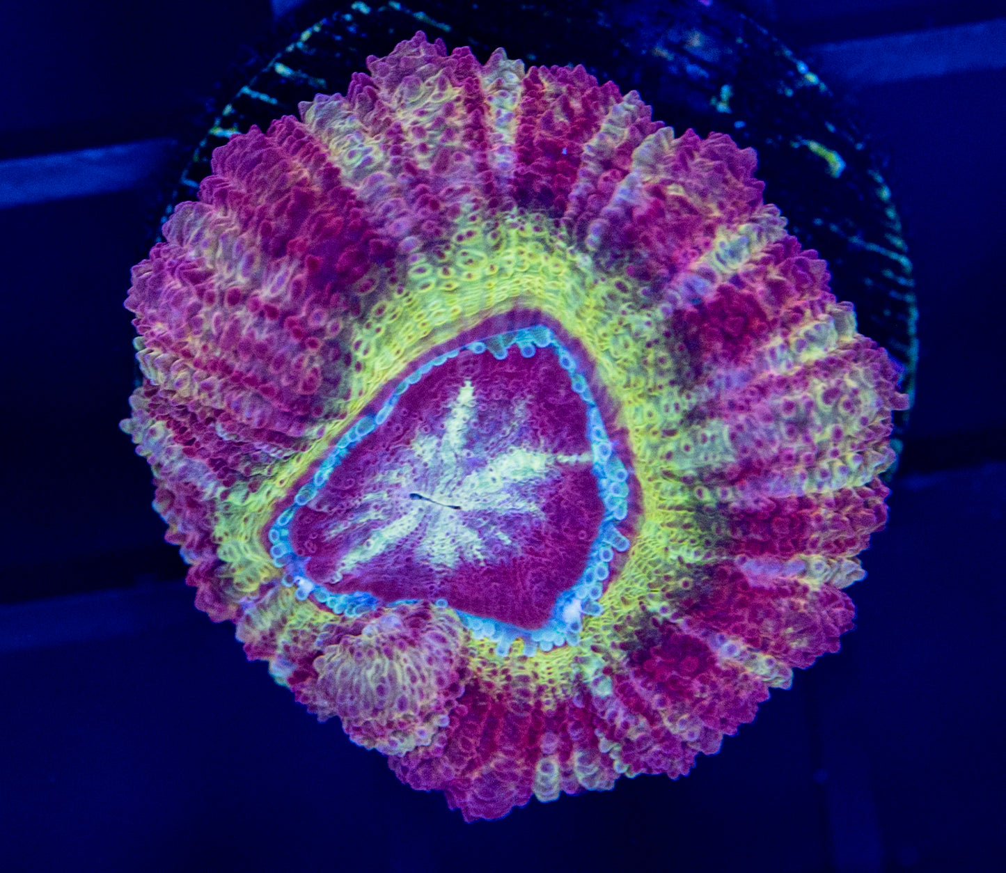 I50 Asian ACAN