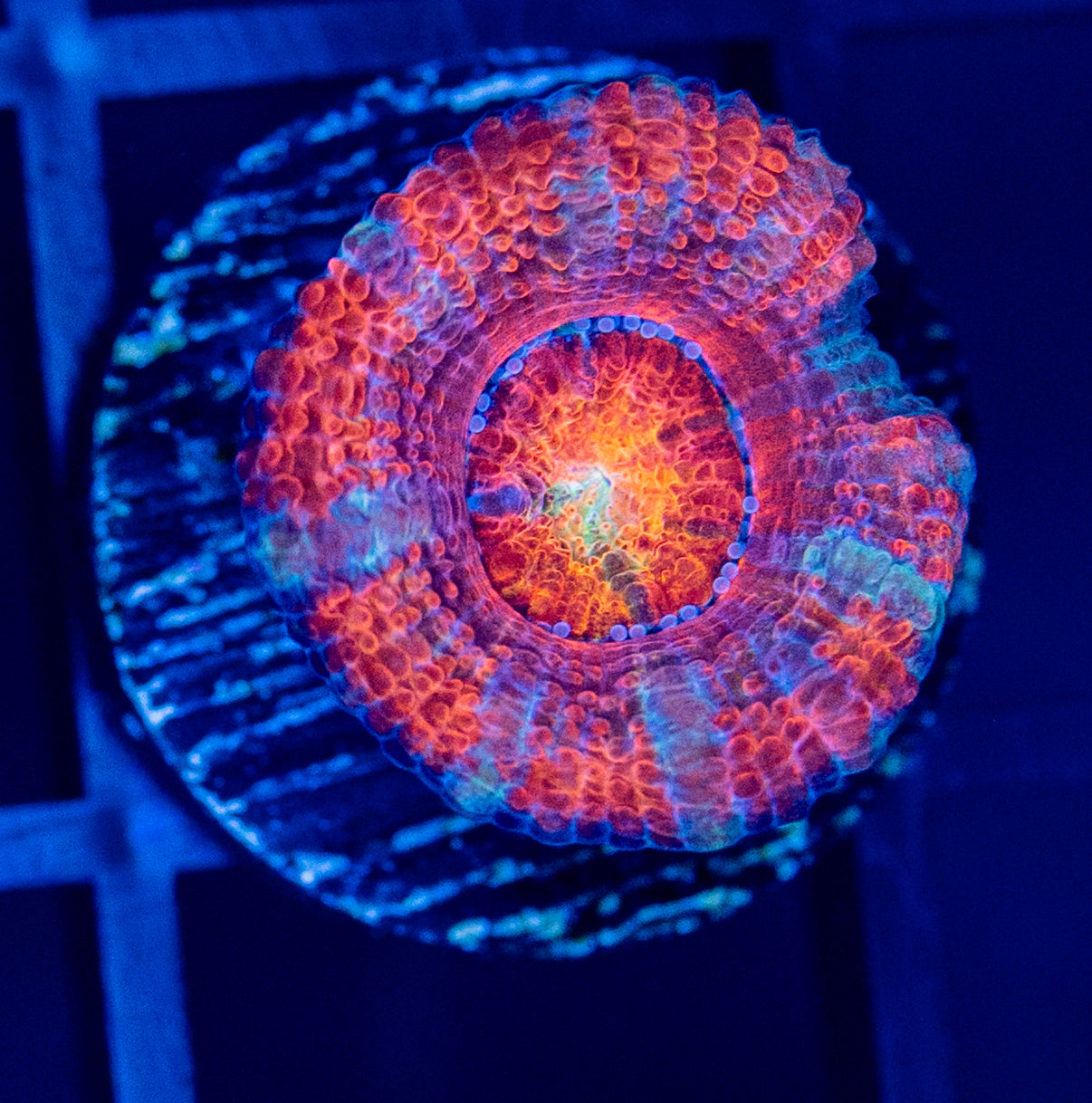 I55 ACAN