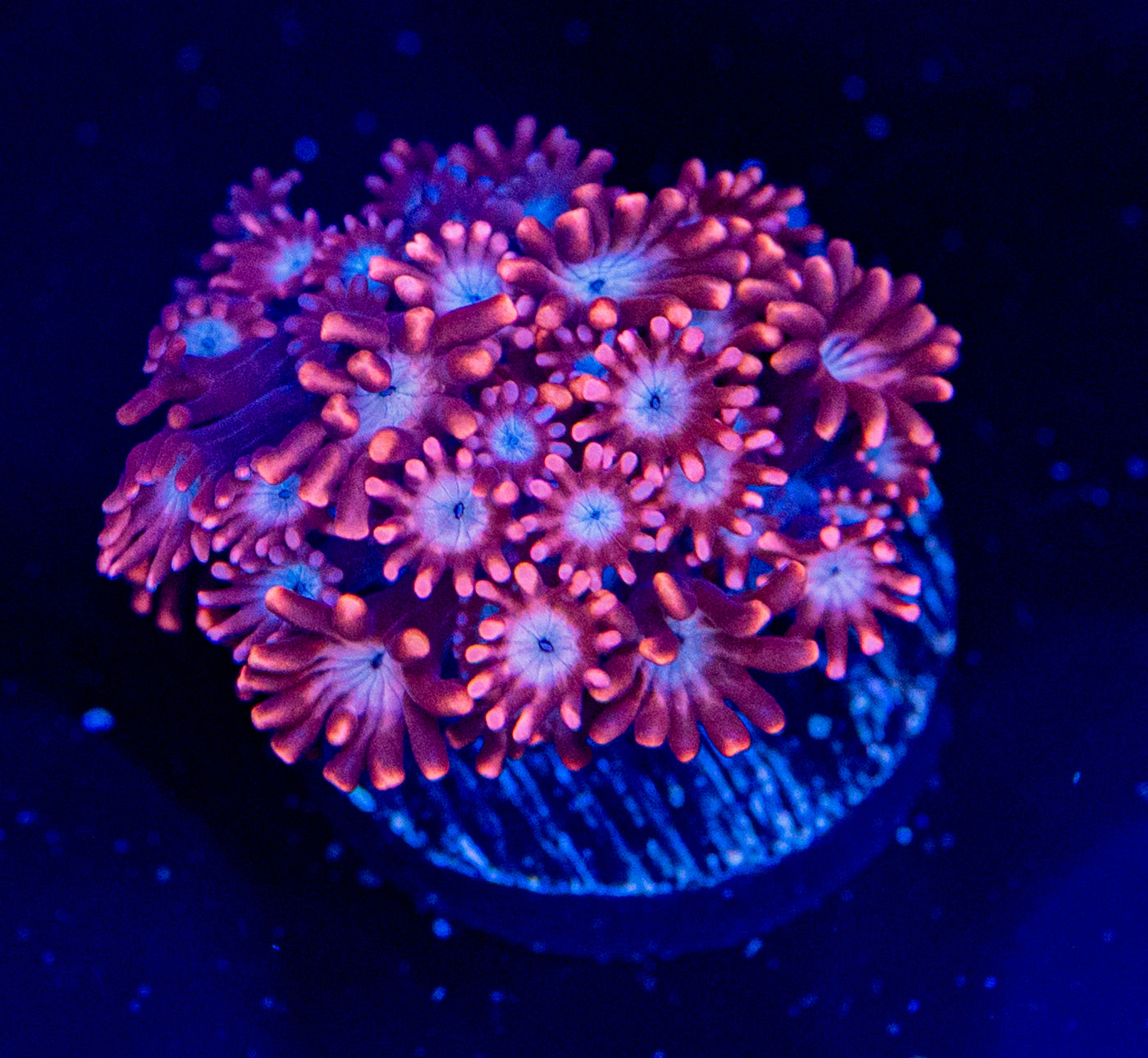 RAS Maestro Fuego alveopora (rare colors for alveopora )