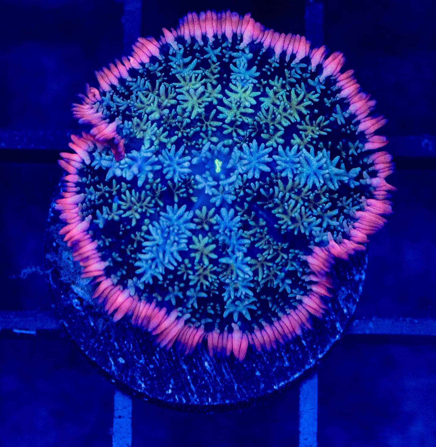 J07 B FRANK RAINBOW MUSHROOM
