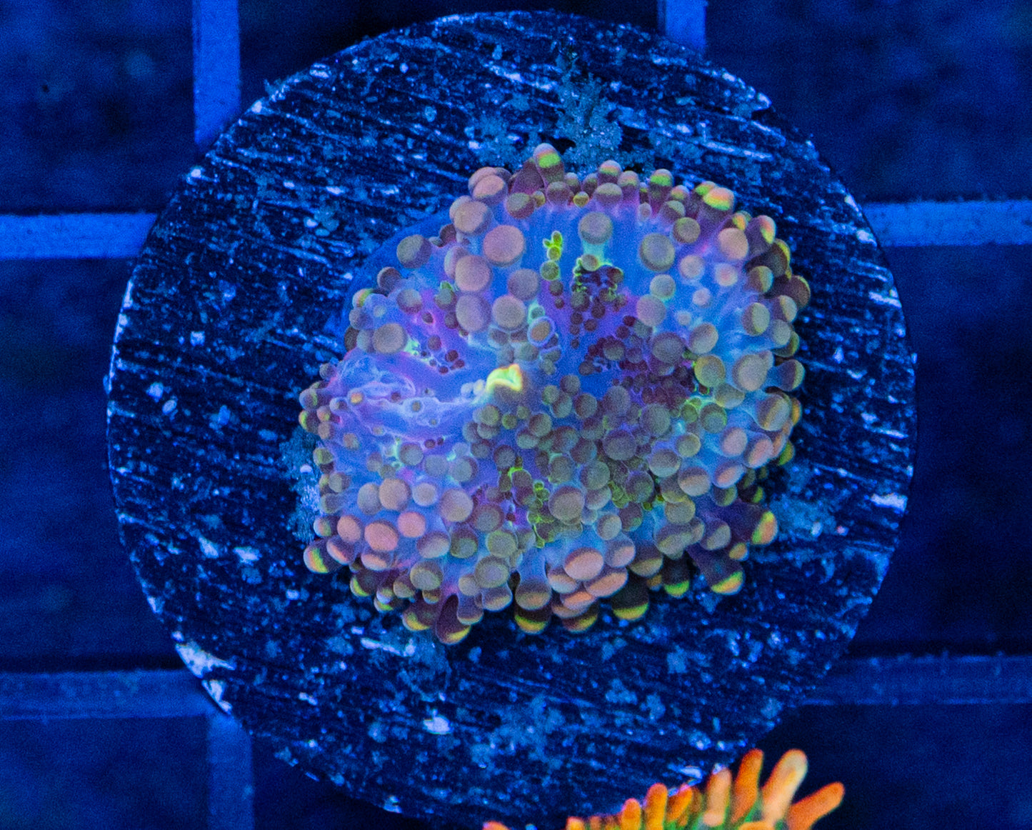 J12 B MUSHROOM/SPECIAL