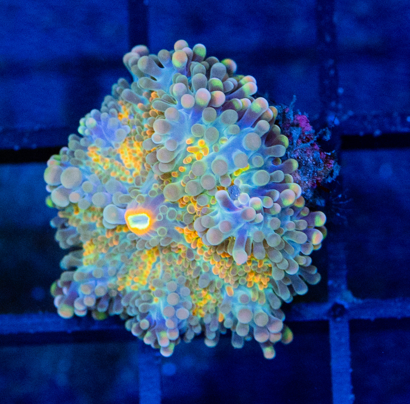 J12B Golden Yuma MUSHROOM