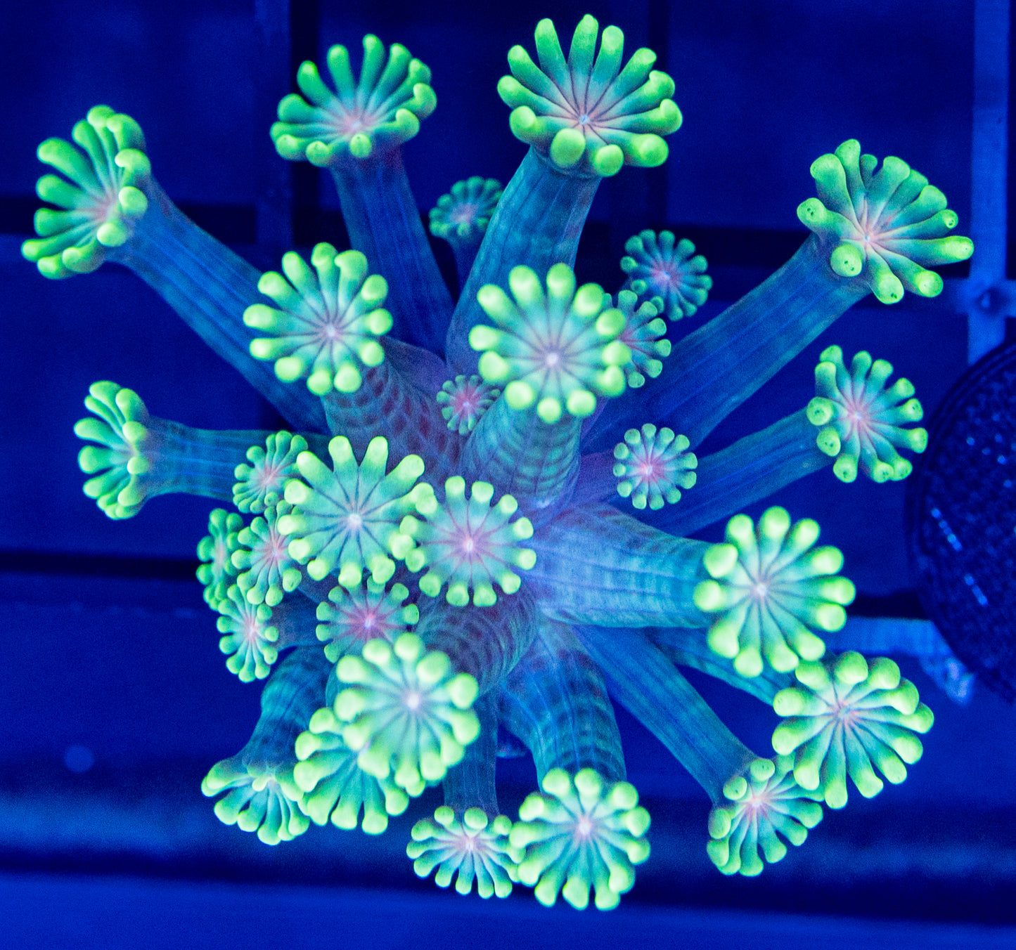 J34 Pink Eyes ALVEOPORA