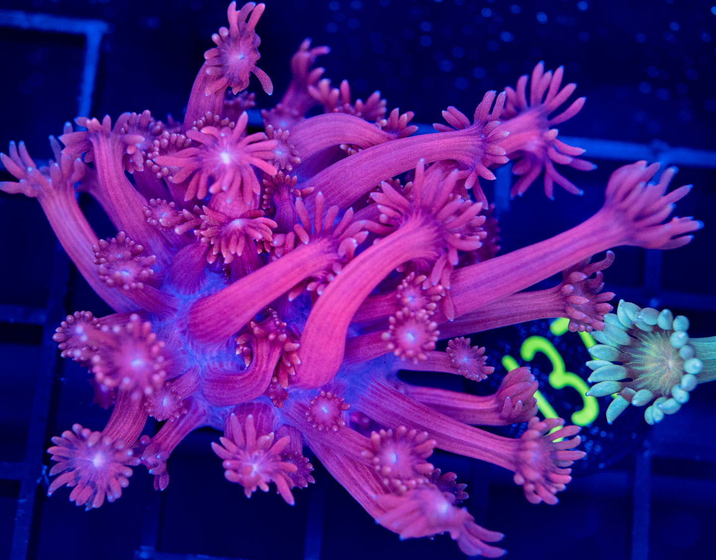 J37 PINK GONI