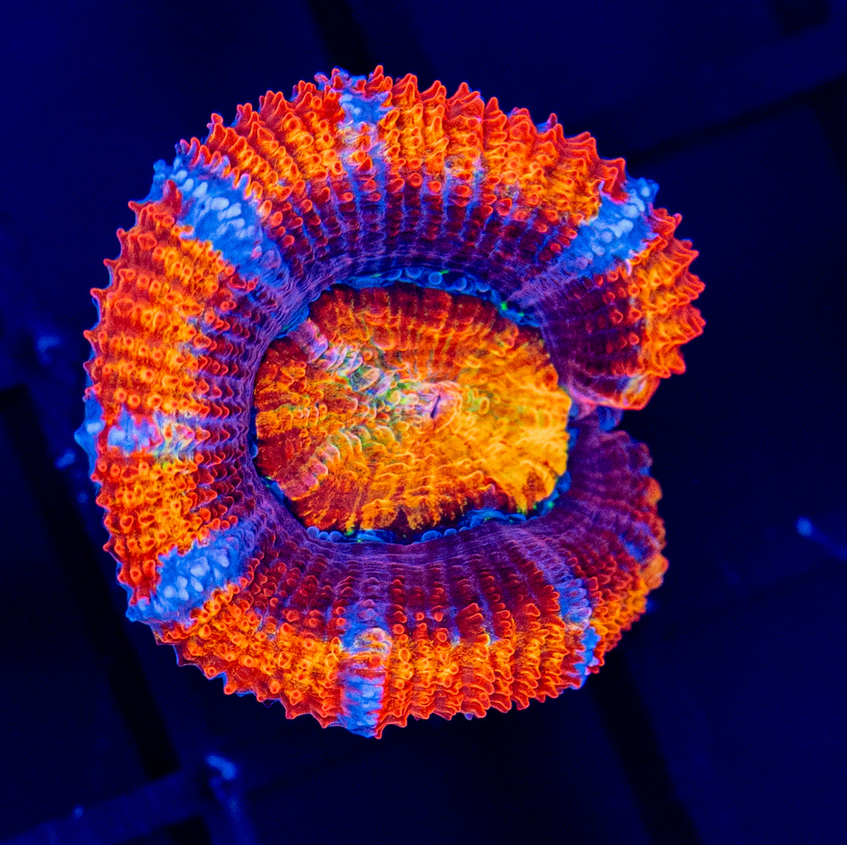 Clowncar ACAN C62