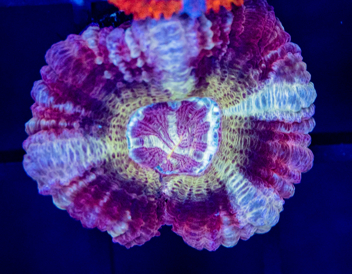 J49 ASIAN ACAN