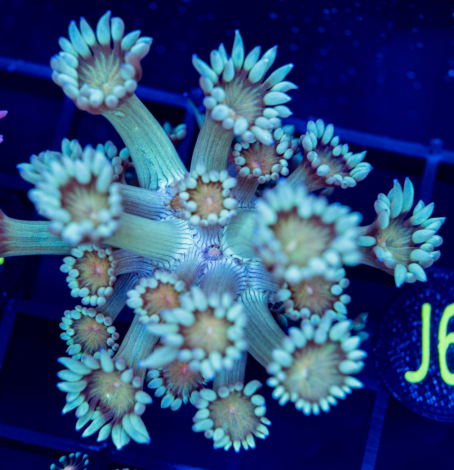 J62 GONI