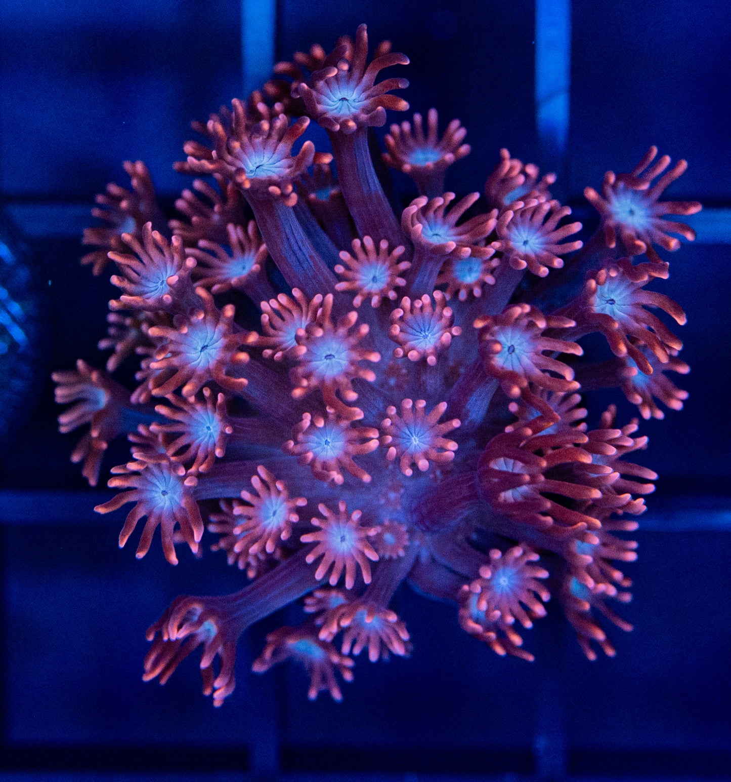 J63 RED ALVEOPORA