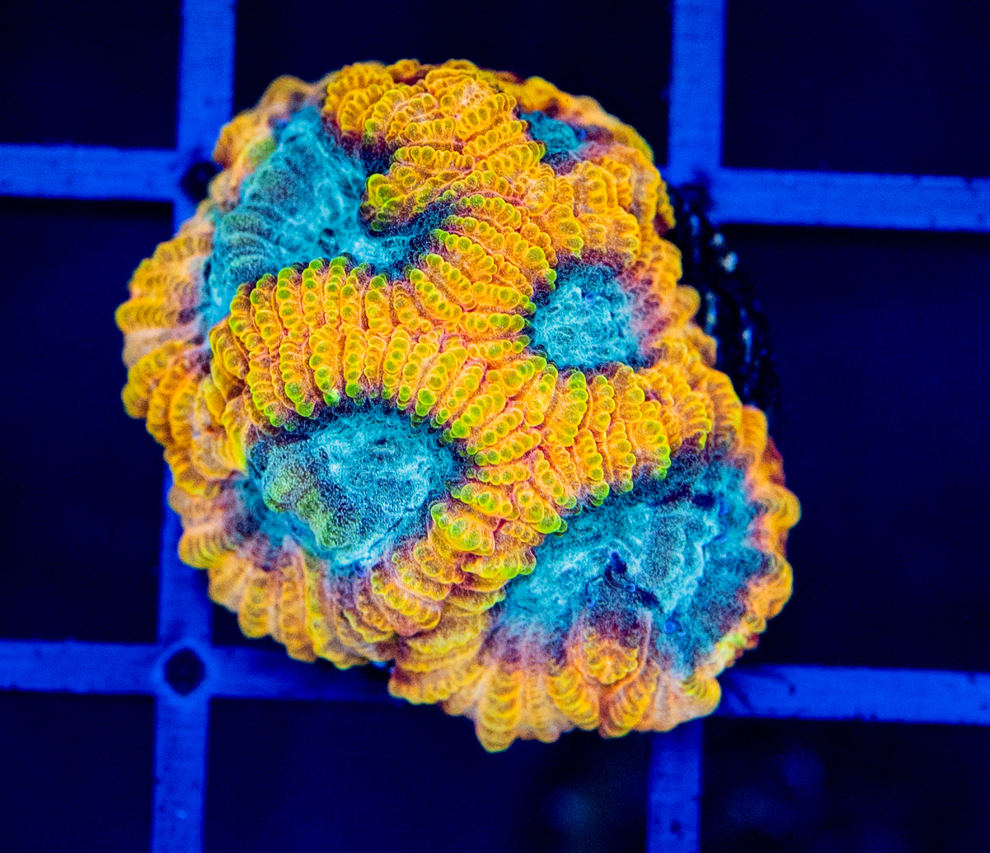 K15F FAVIA OF GODS