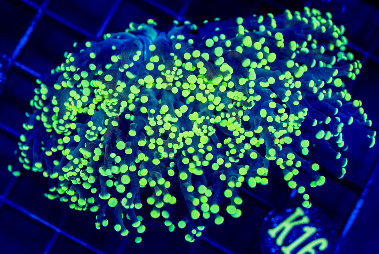 K16 FROGSPAWN