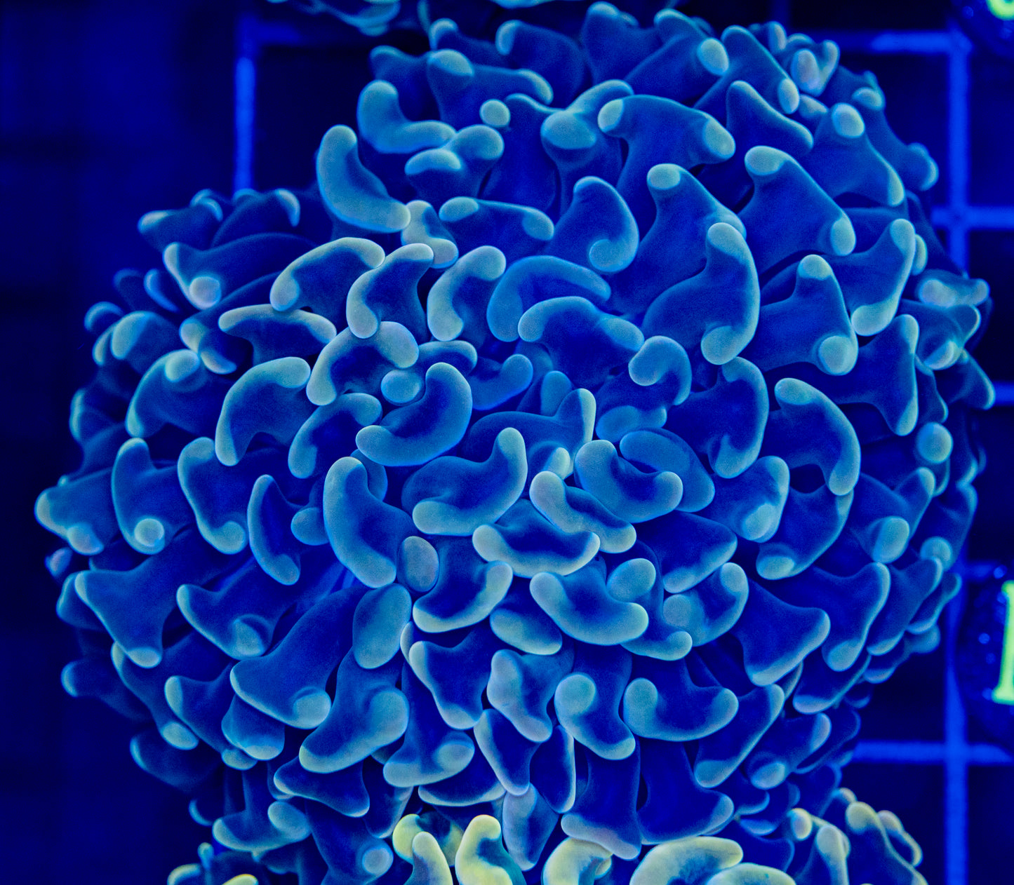 K17 Big Branching HAMMER