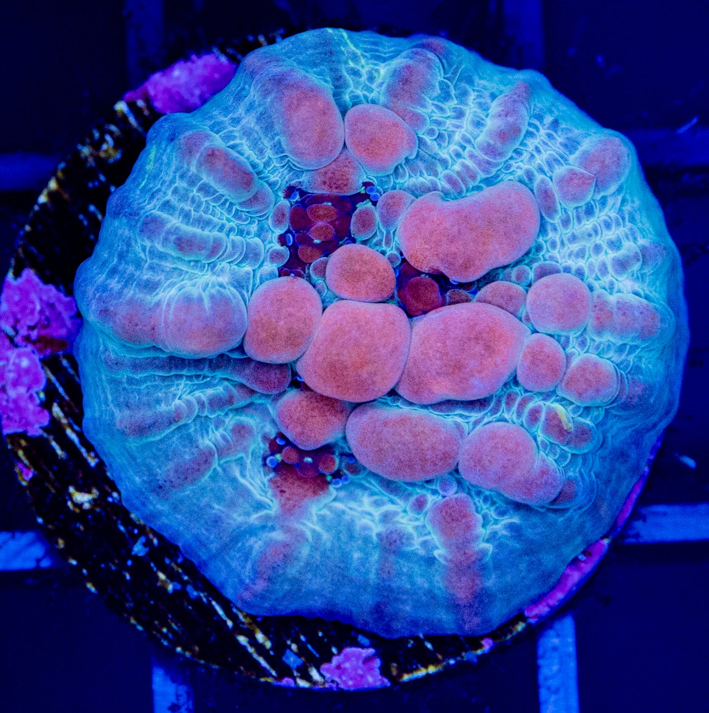 L19F WWC Cosmic Candy Blue Bounce CHALICE
