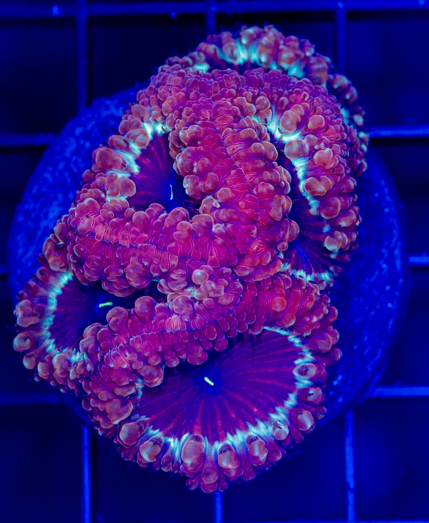 L29 BLASTO Colony