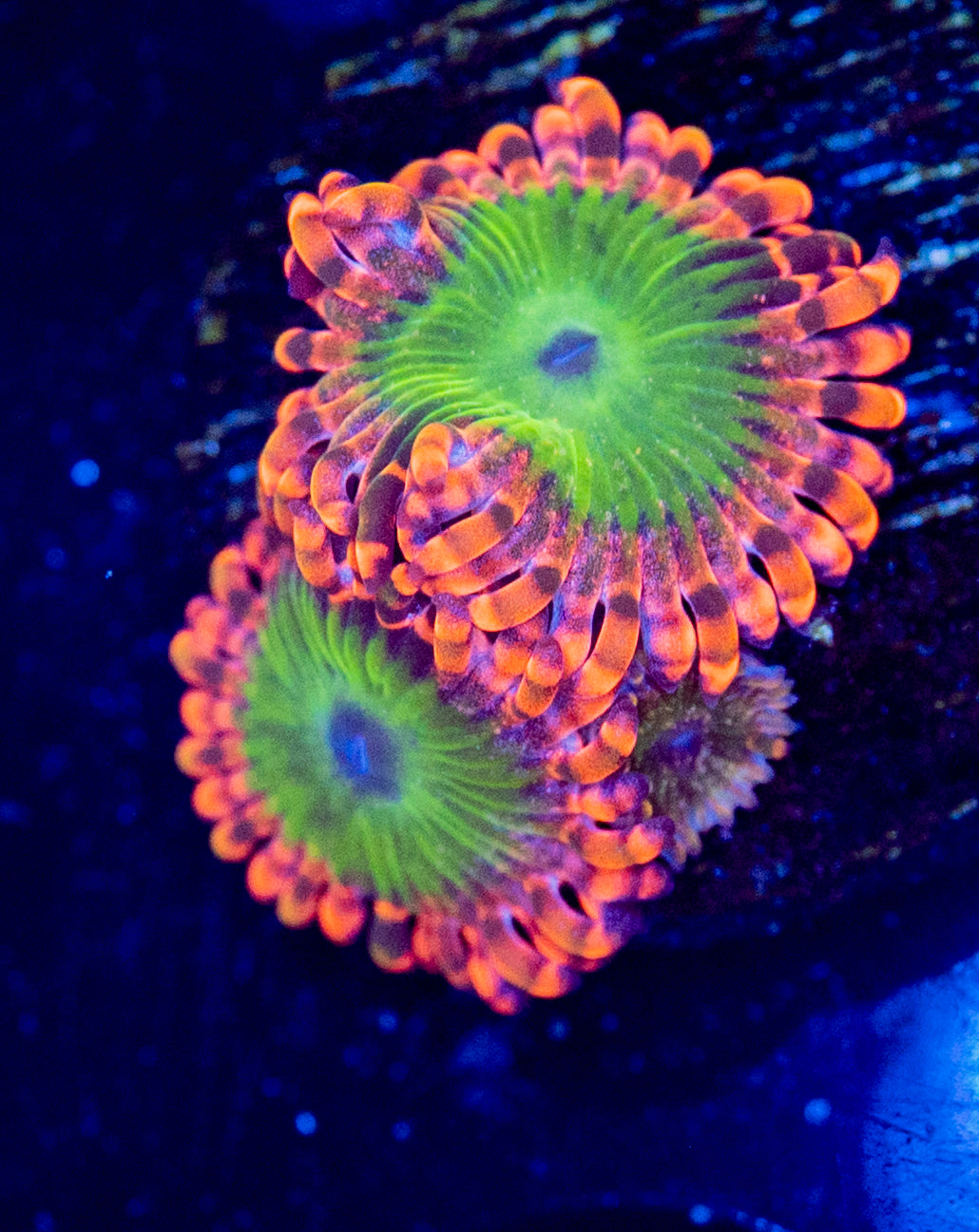 L31 ELECTRIC OOMPPA LOOMPA ZOA