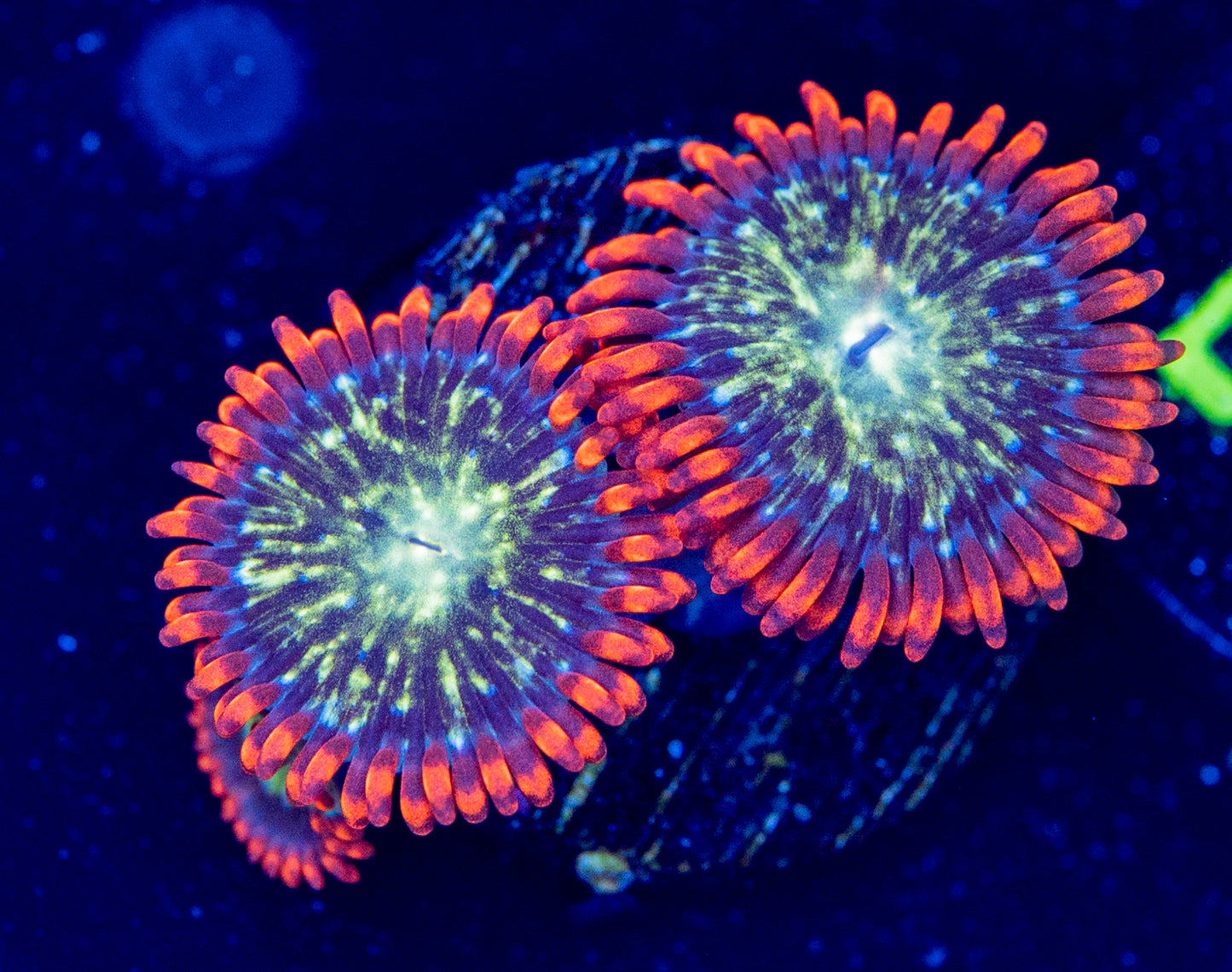 L43 SPACE BALLZ ZOA