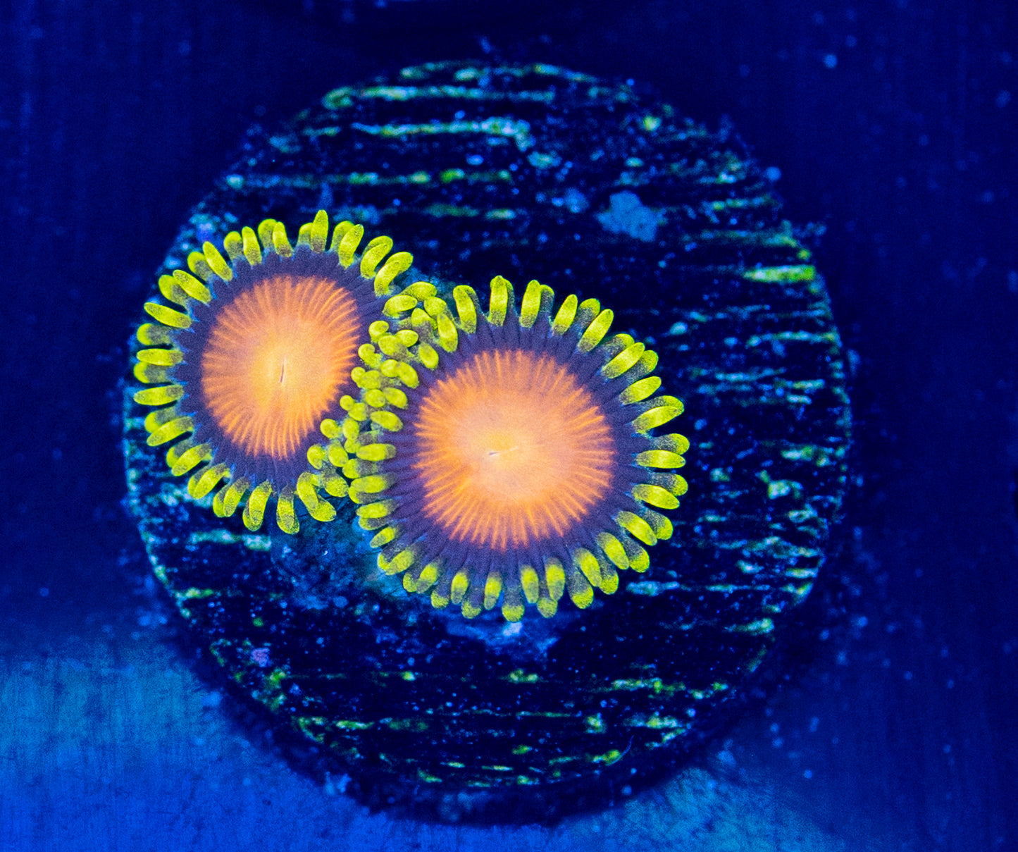 L46 ZOA